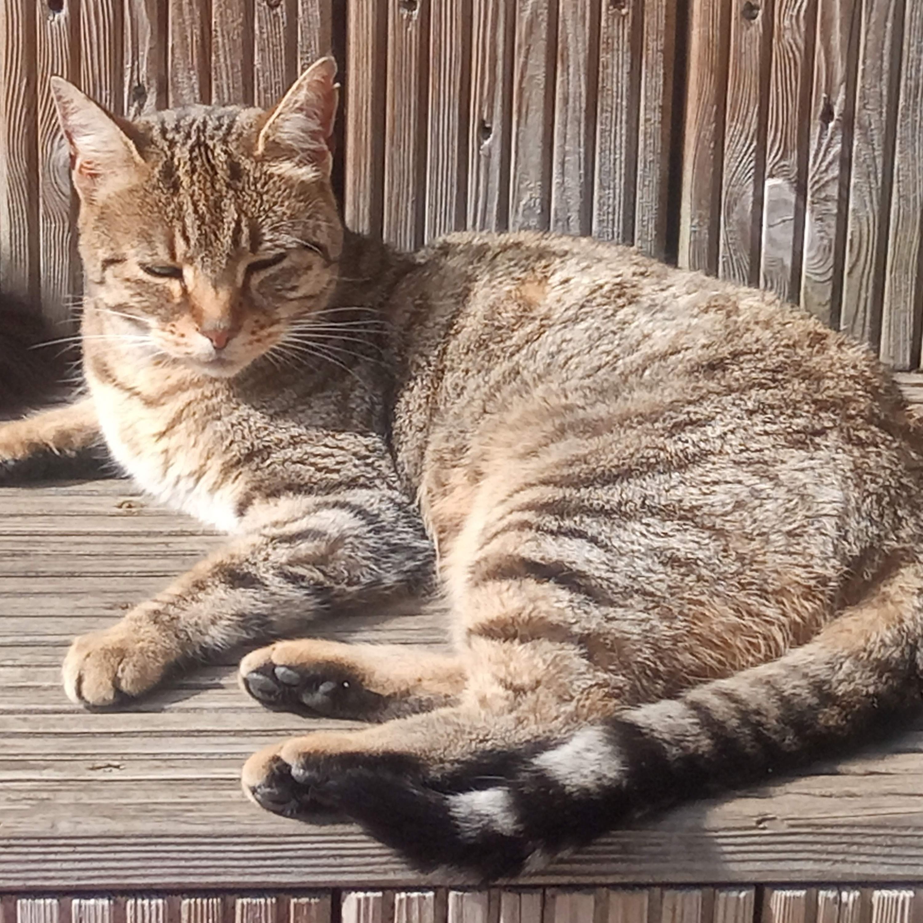Bella