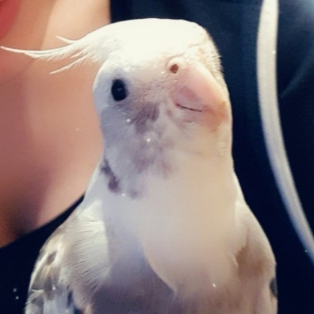 Gizmo