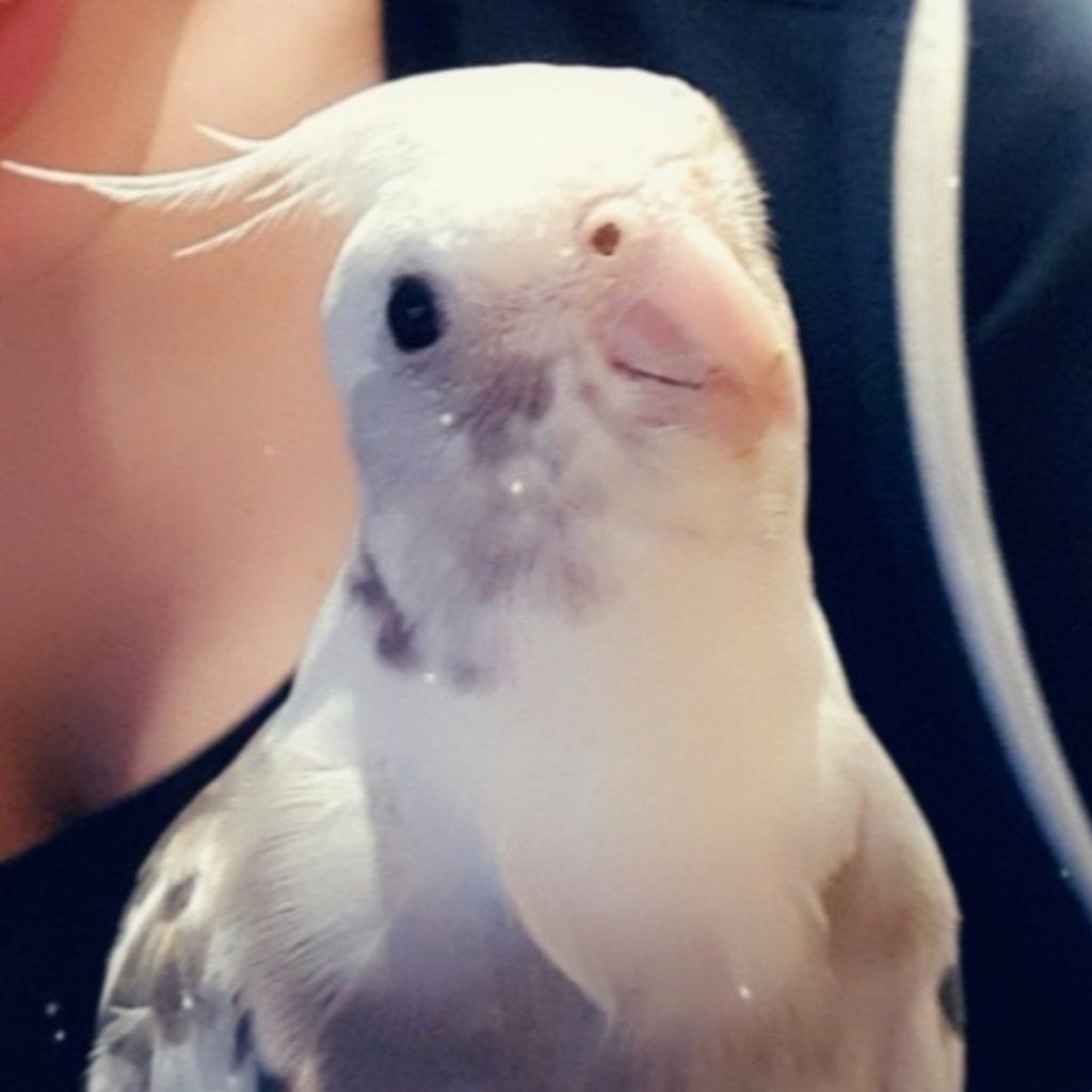Gizmo