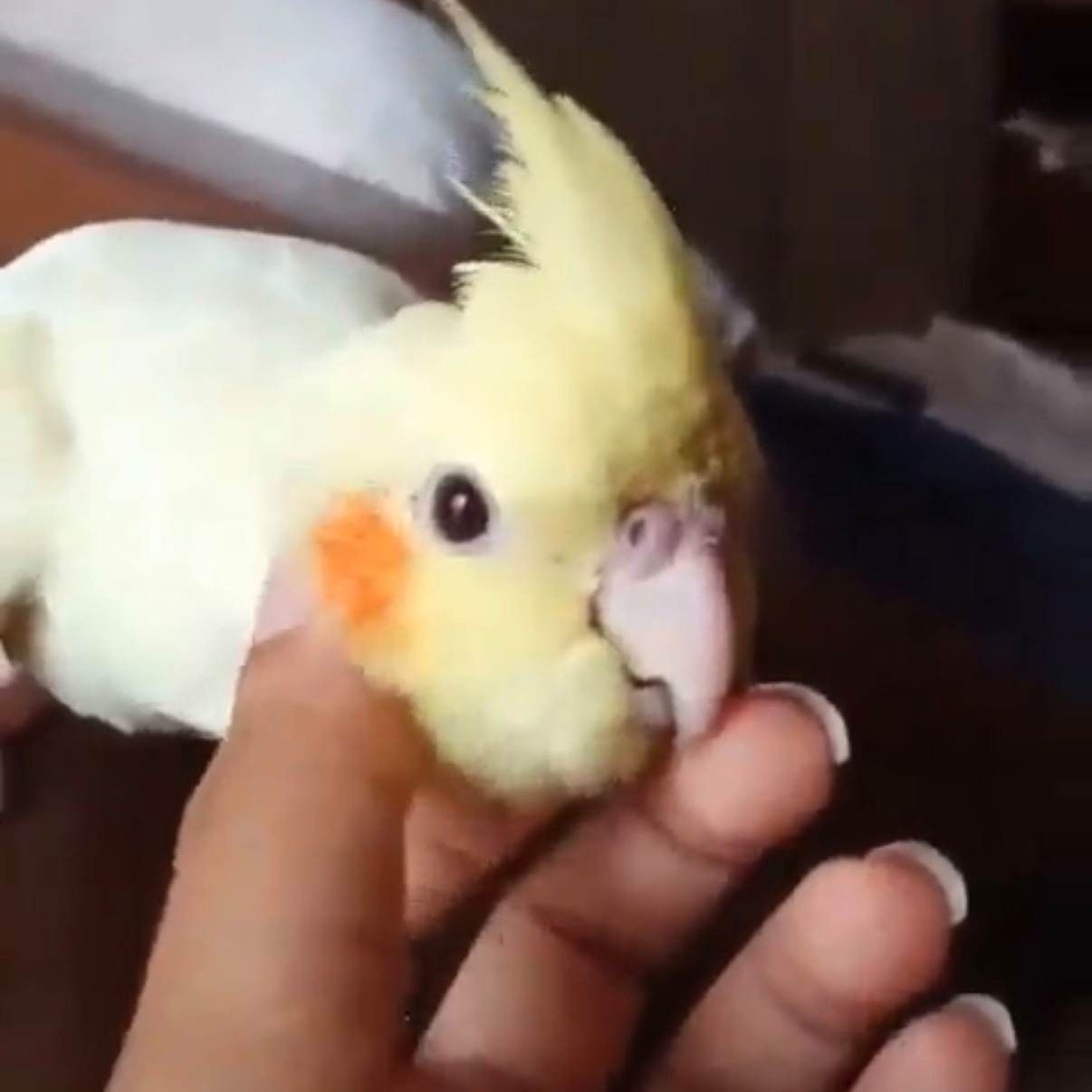 lila