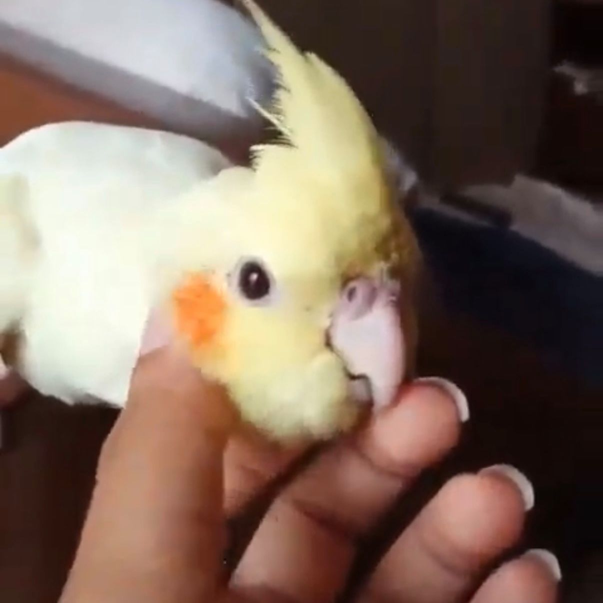 lila