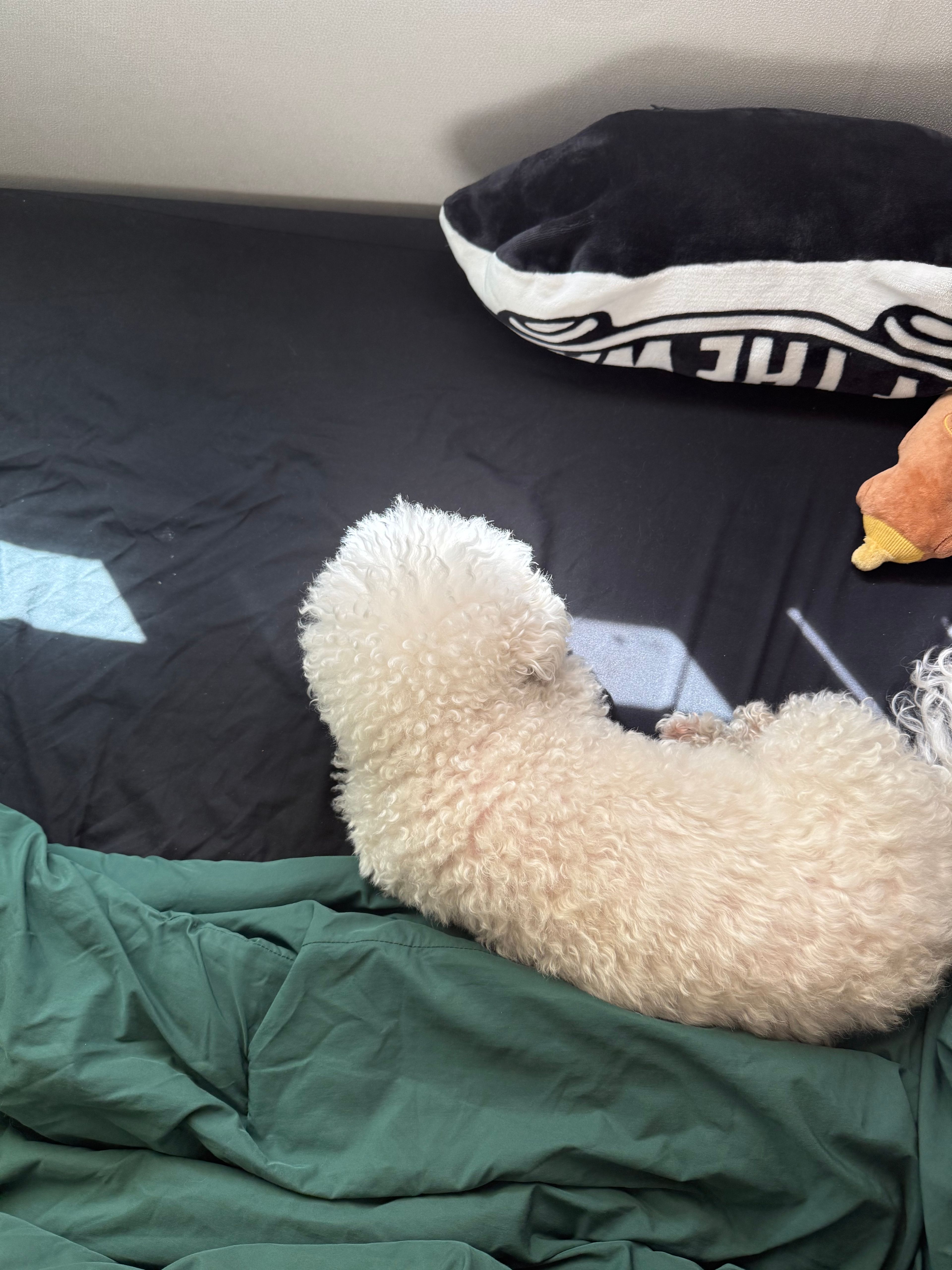 image-7