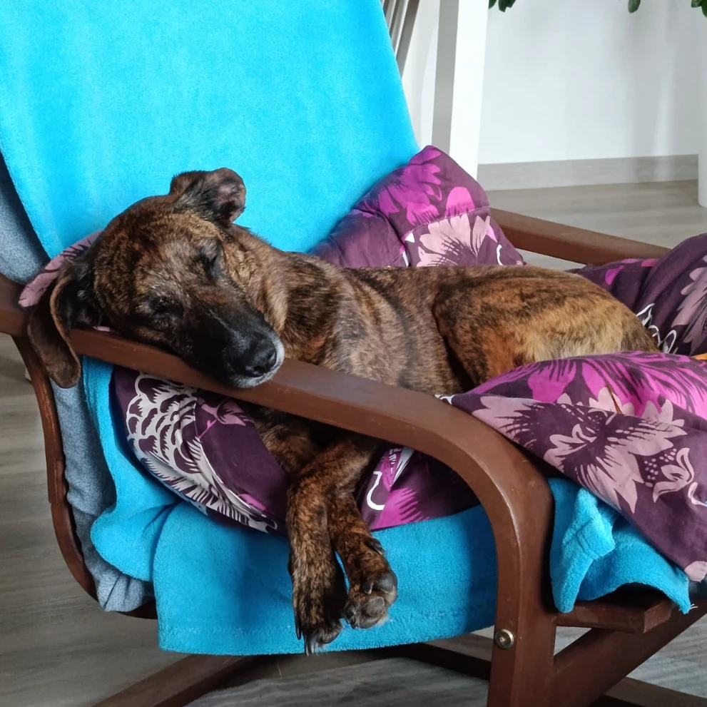 Rozi