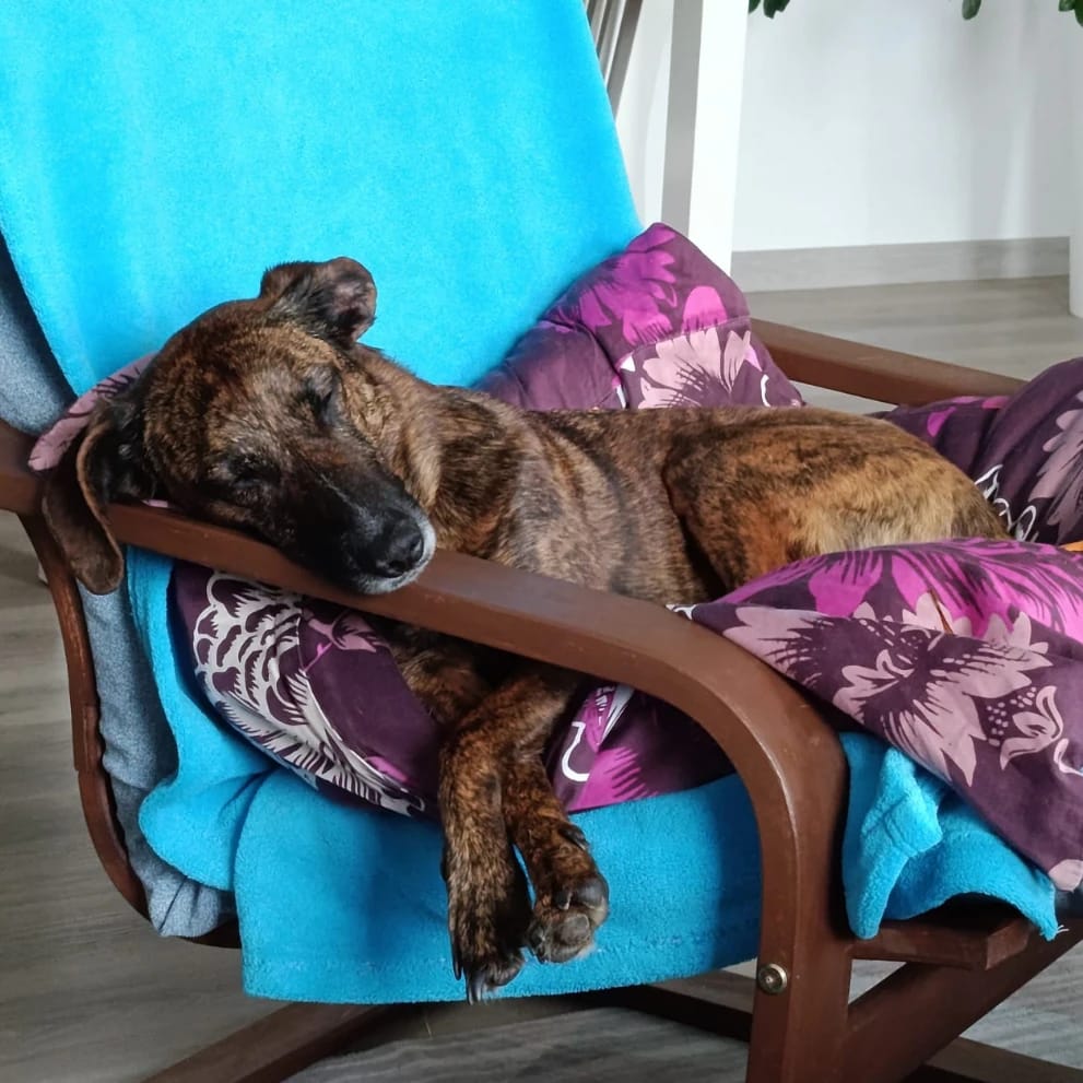 Rozi