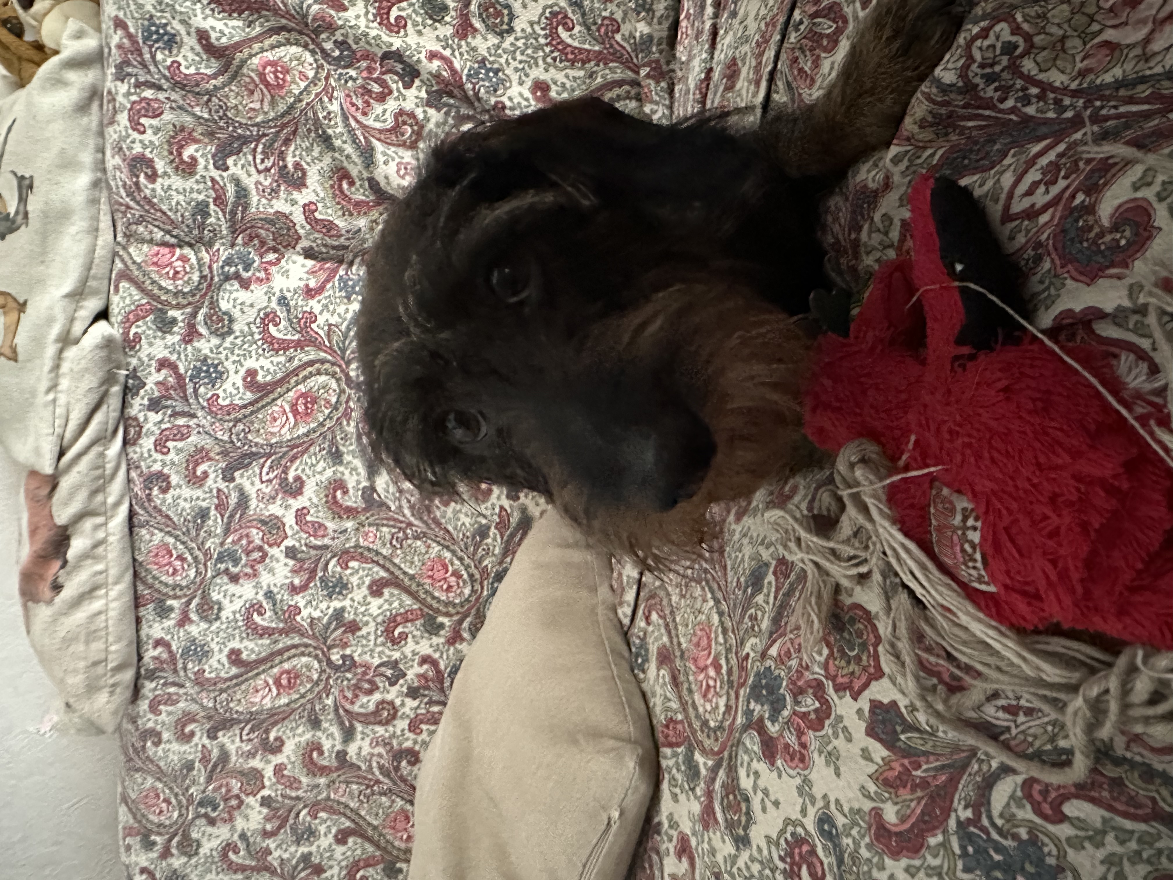 image-8