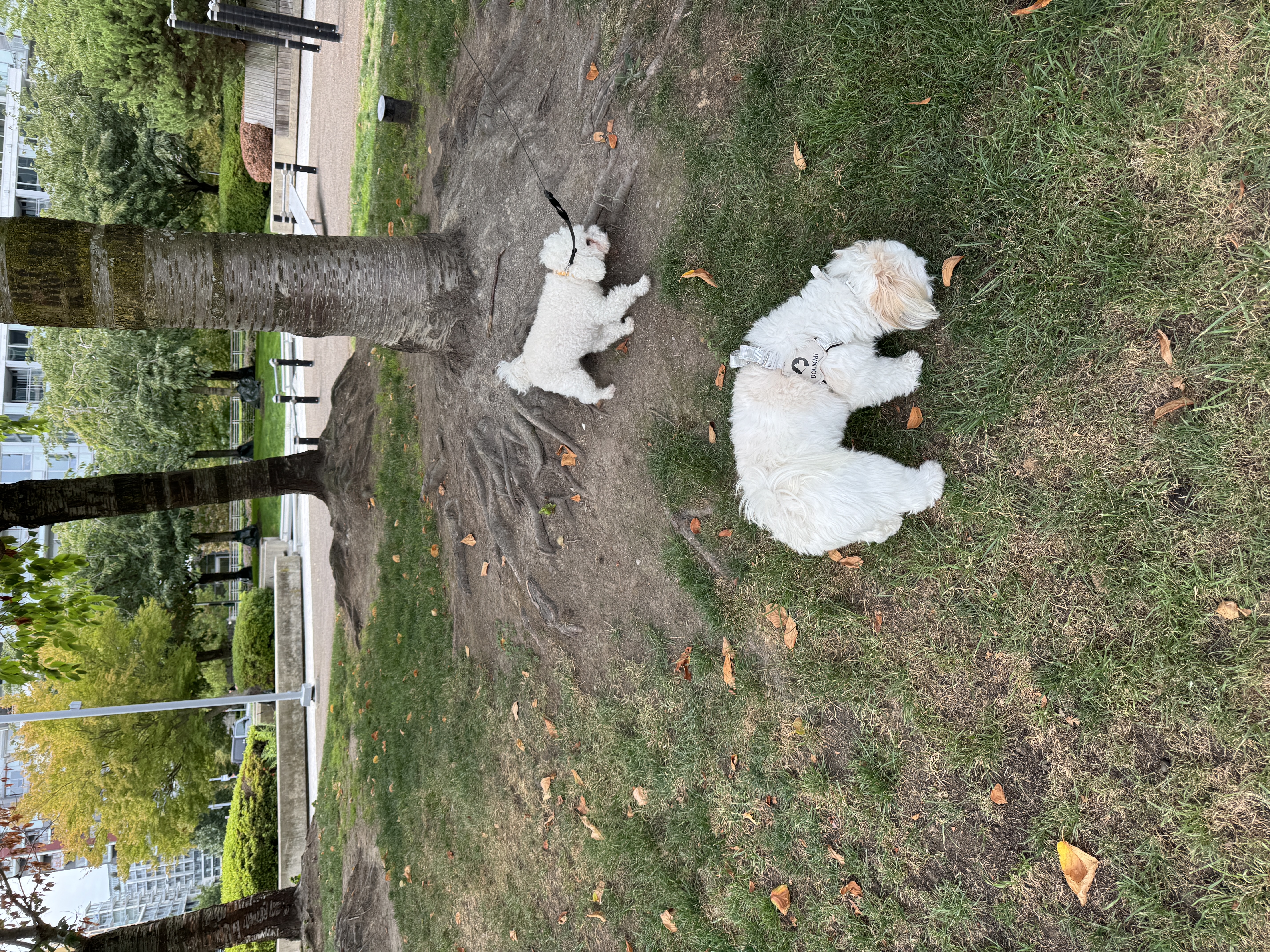 image-16