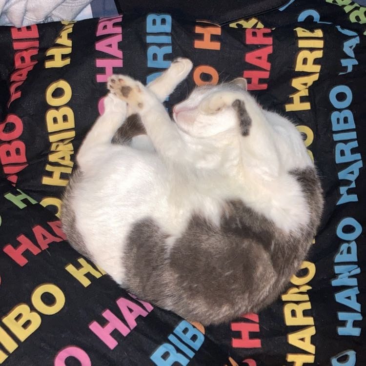 Mola