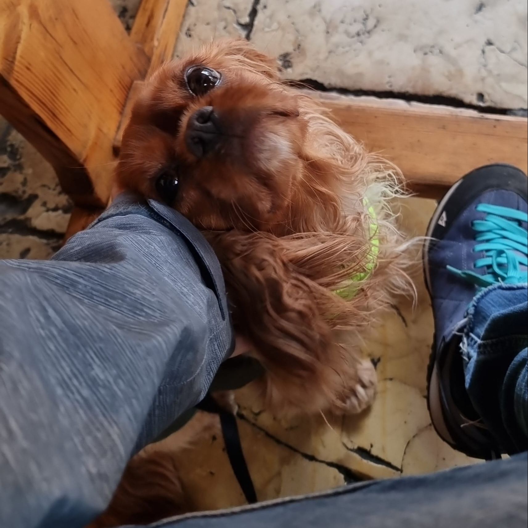 Bimba