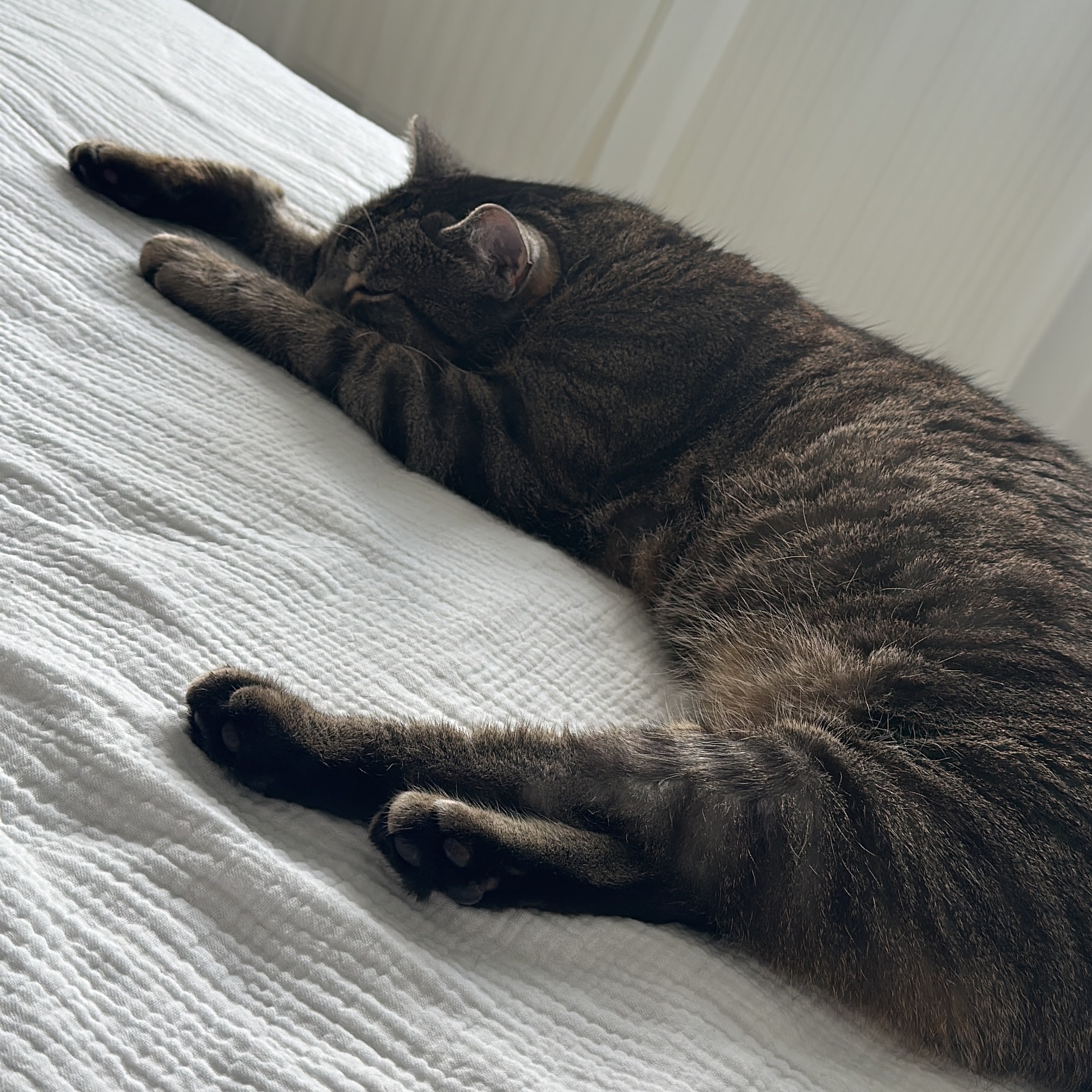 Findus 