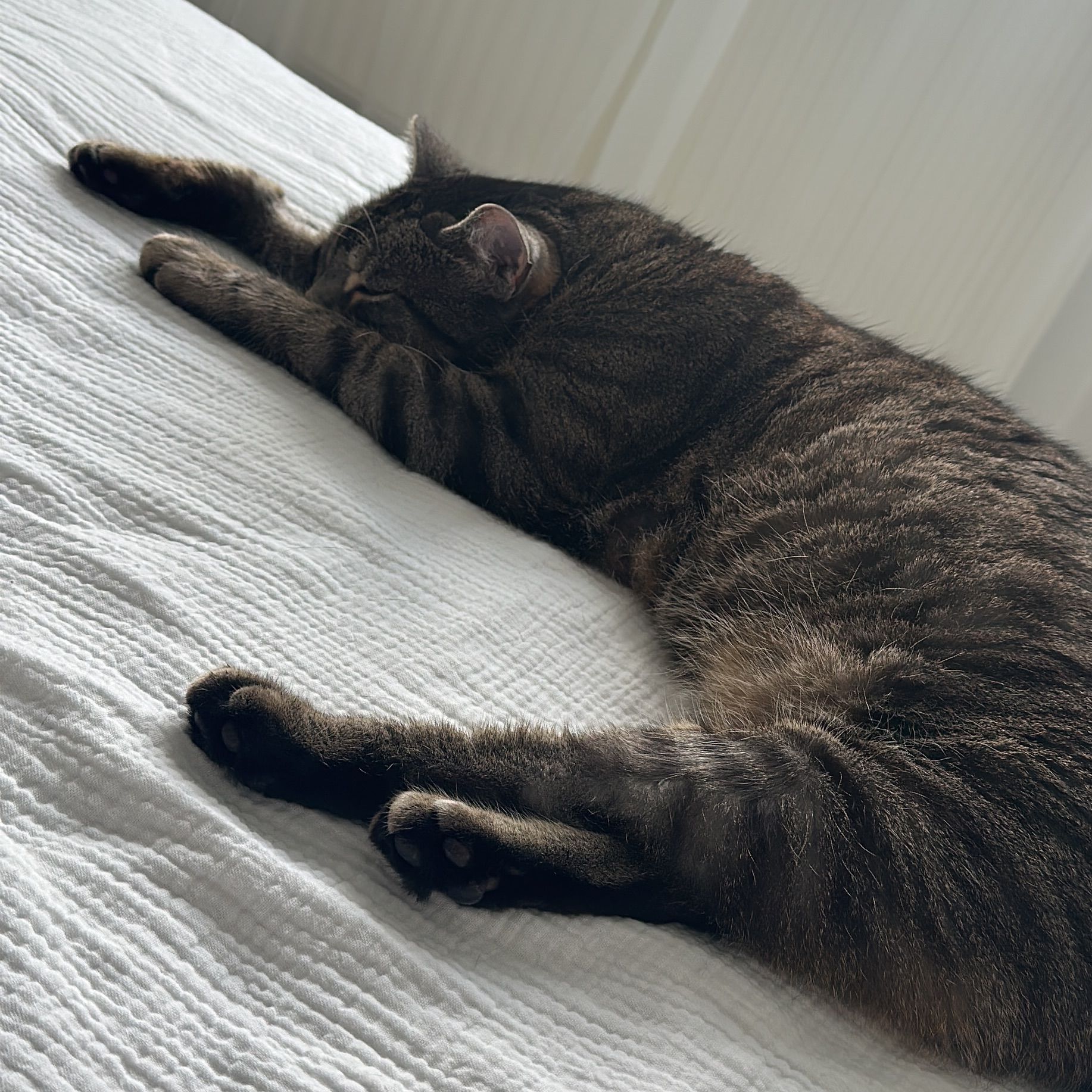 Findus