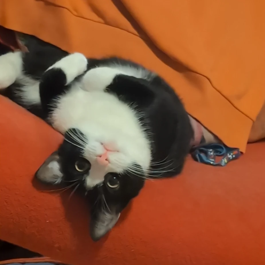 Lilybit
