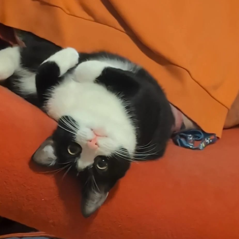 Lilybit