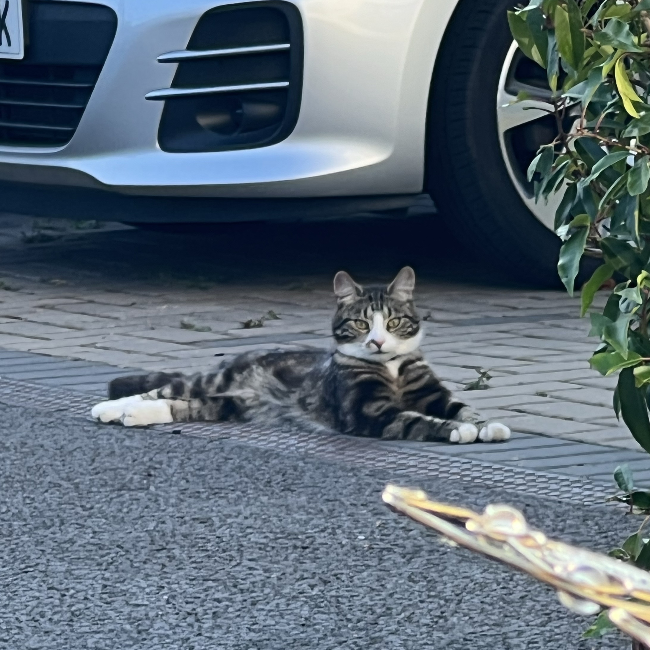 Kobi