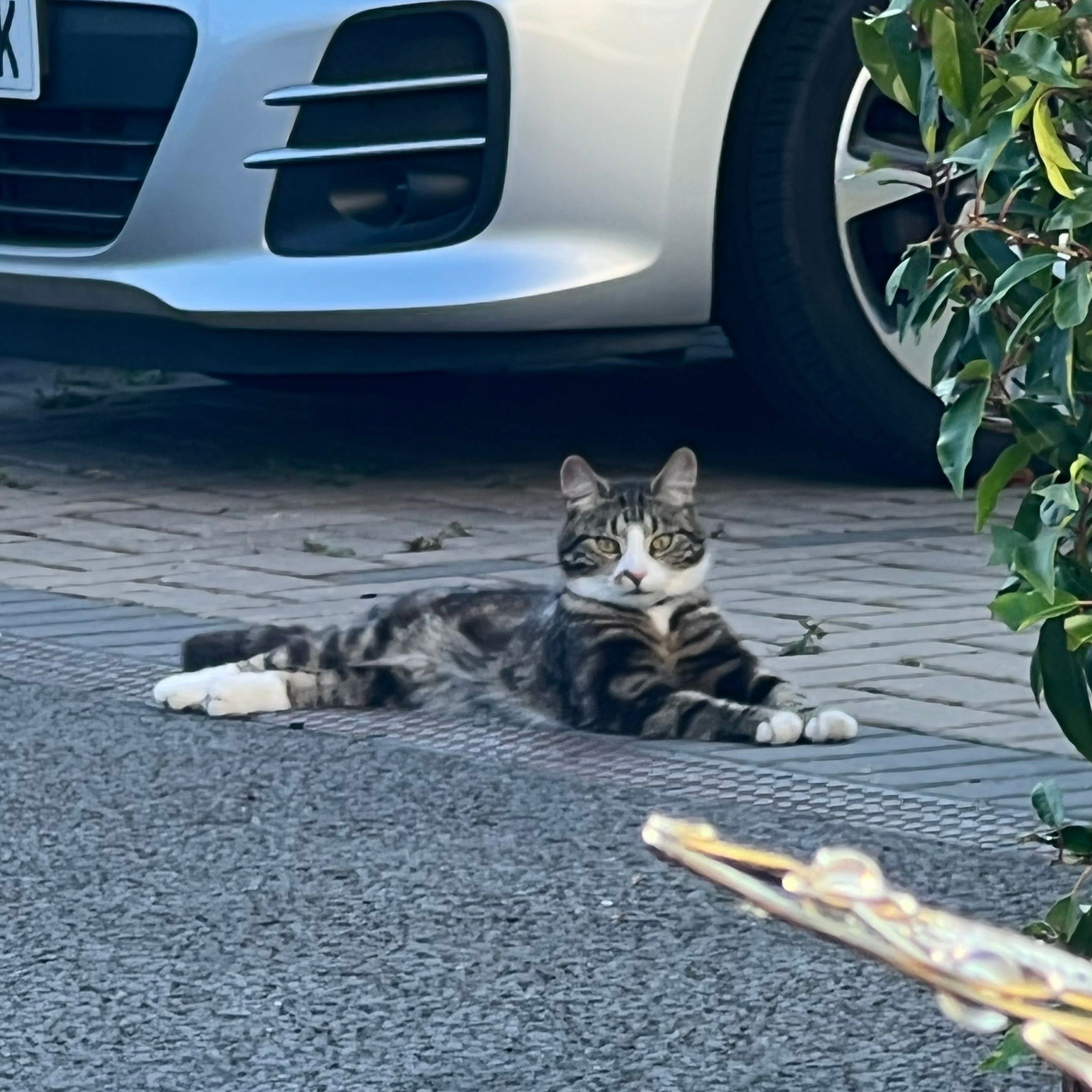 Kobi