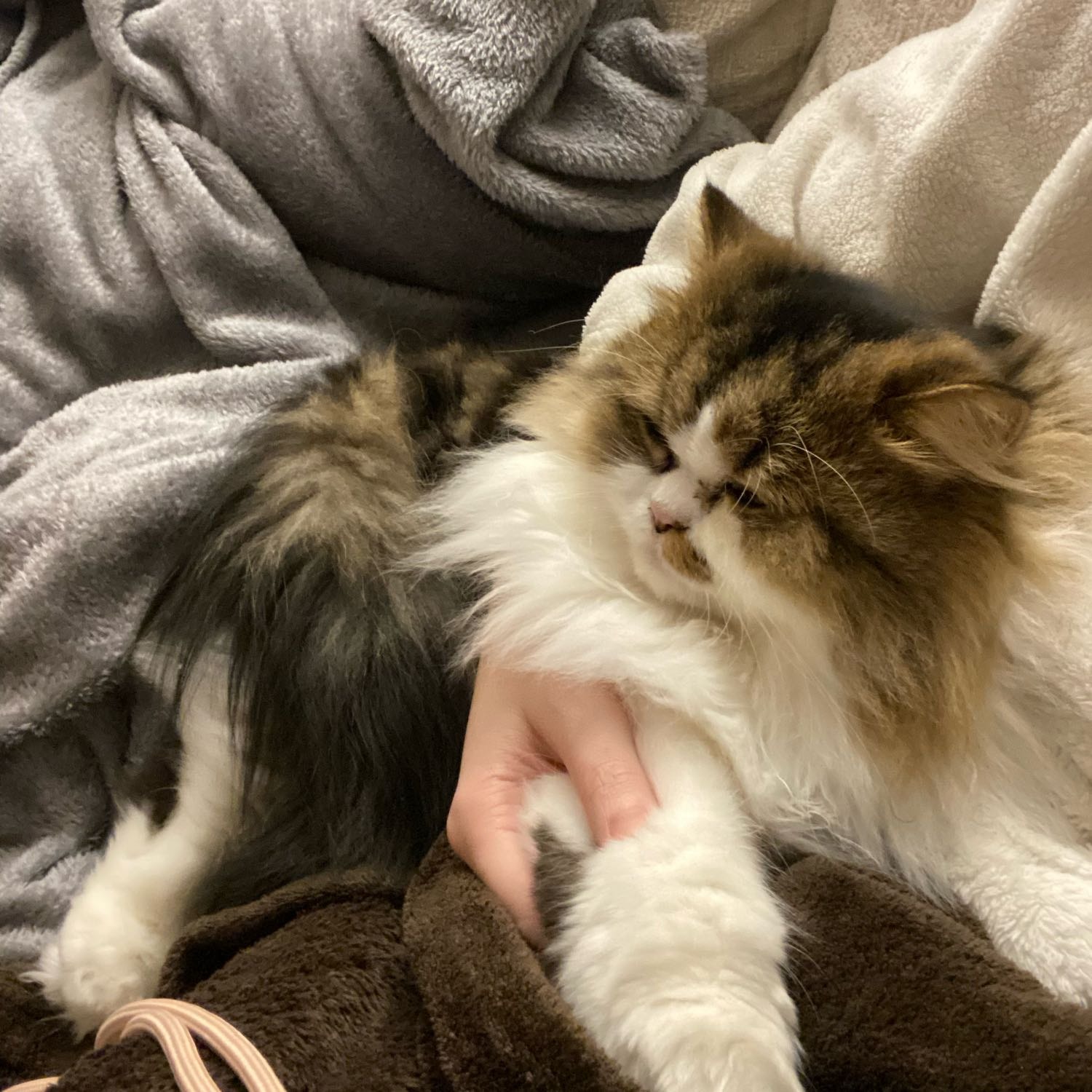 Pétunia 