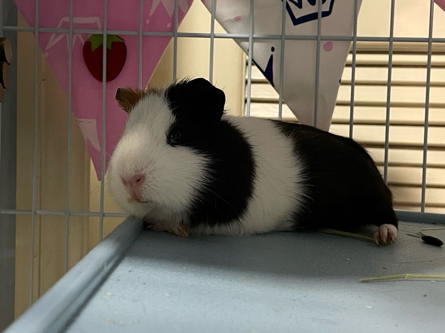 image-6