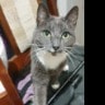 Smokie
