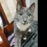 Smokie