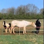 The 3 Amigos