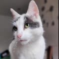 Caspa