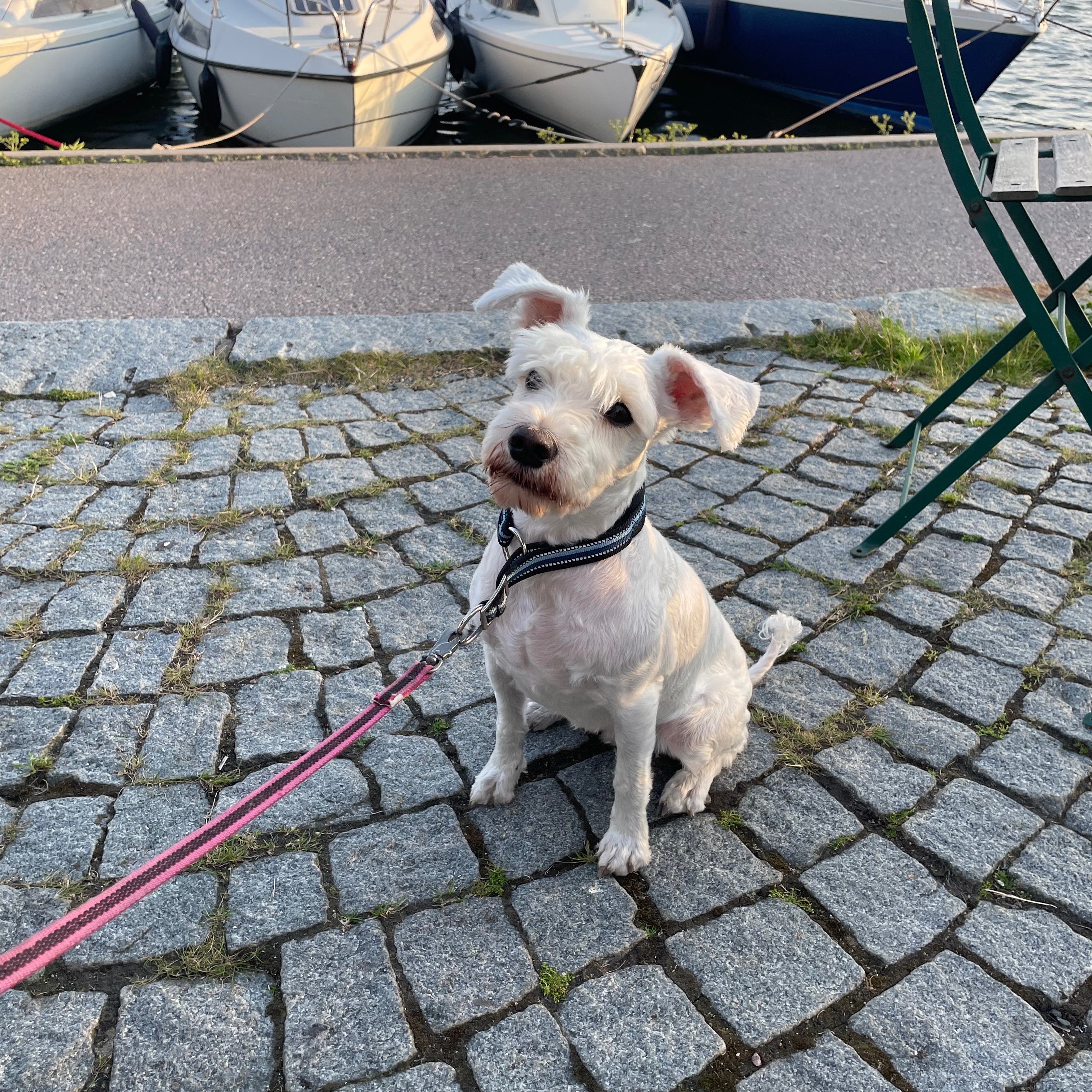 Bonnie