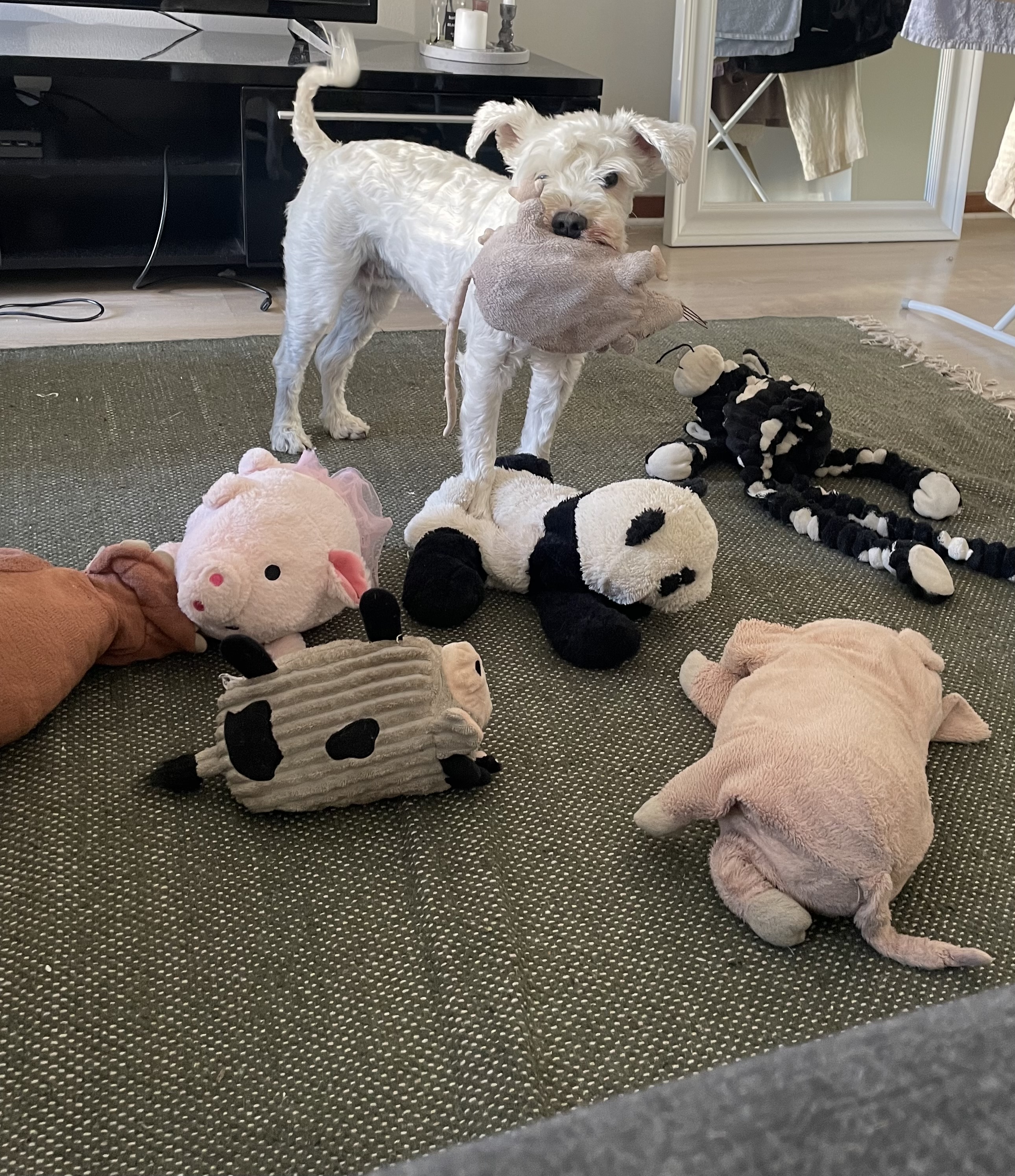 image-12