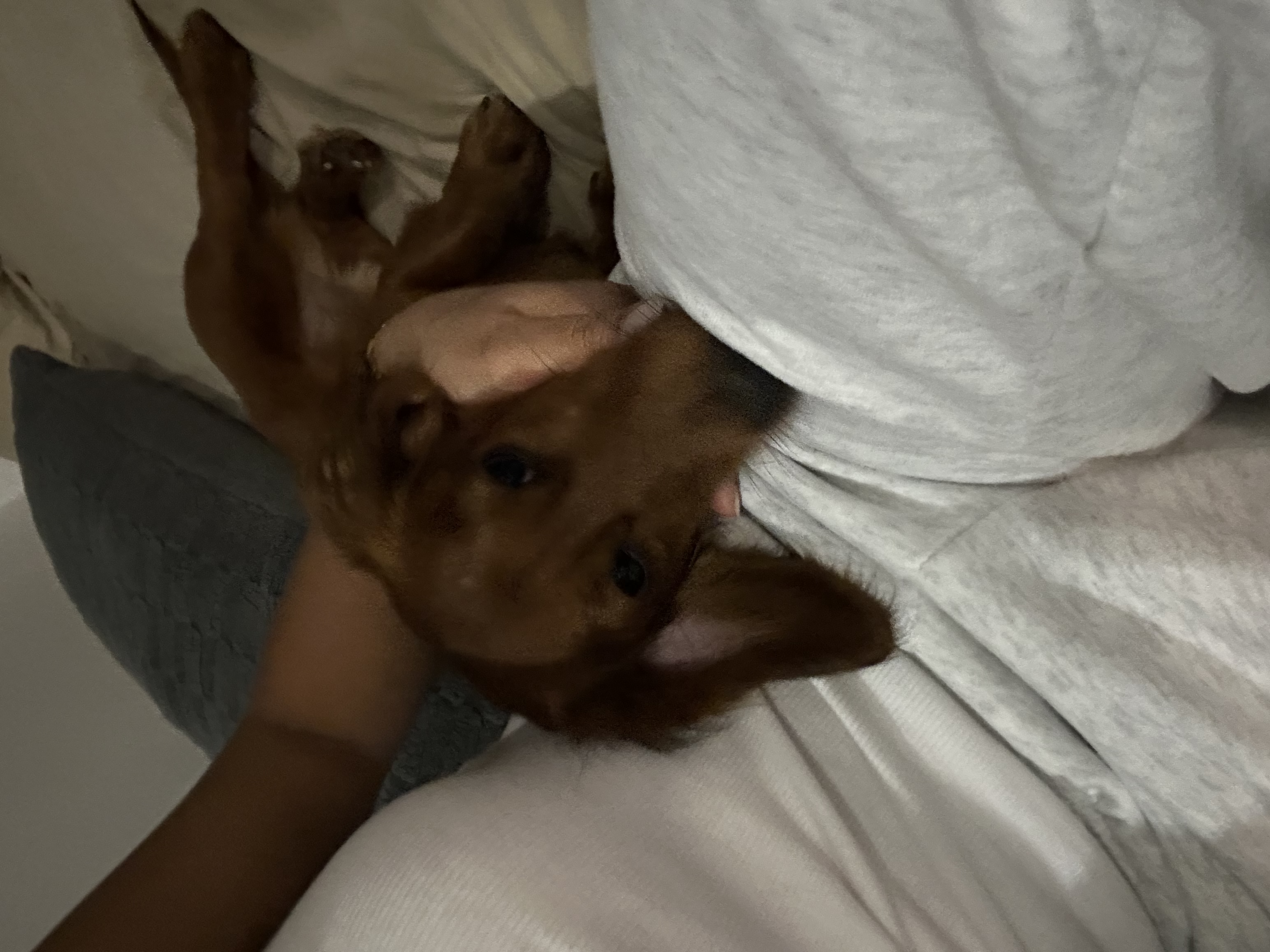 image-7