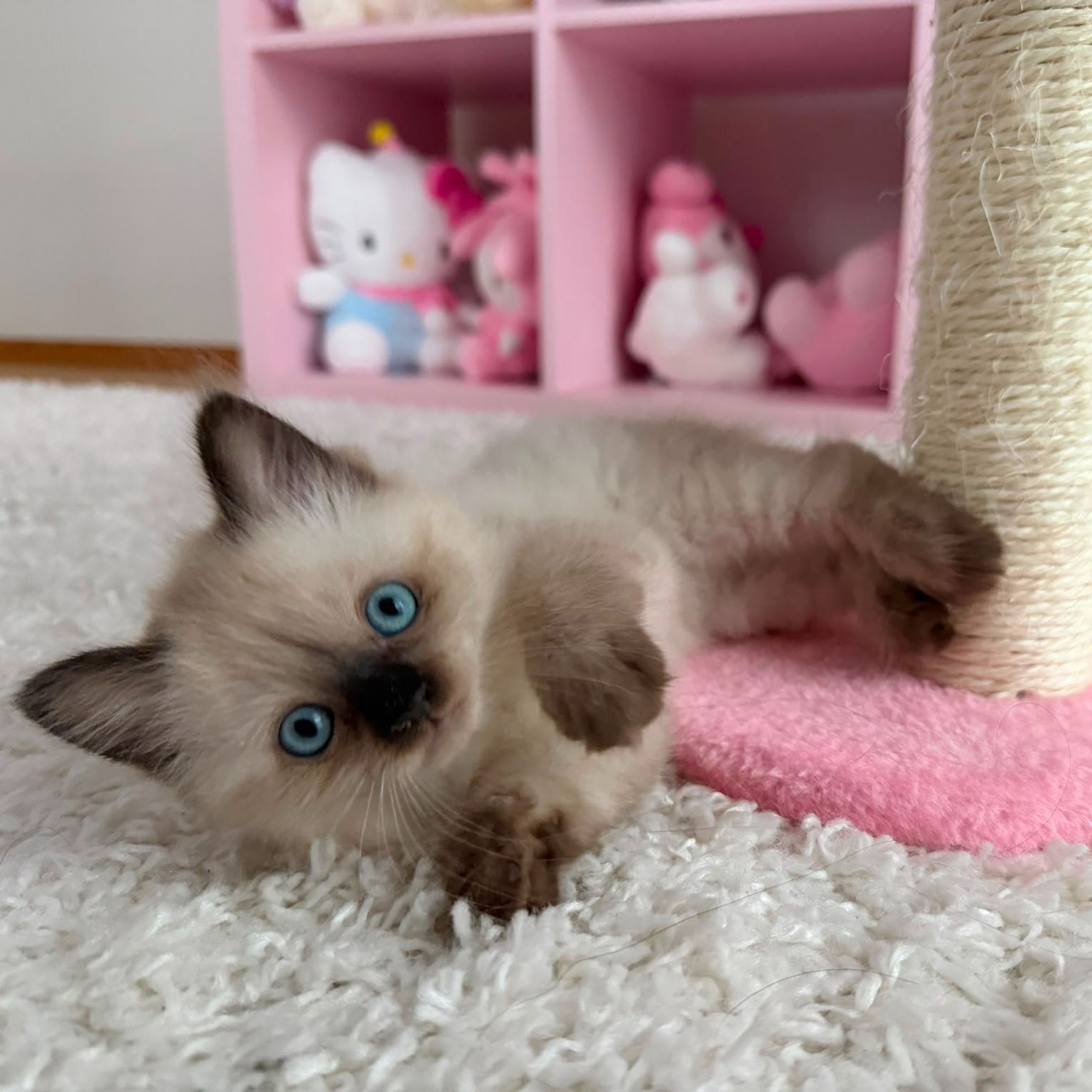 Cino