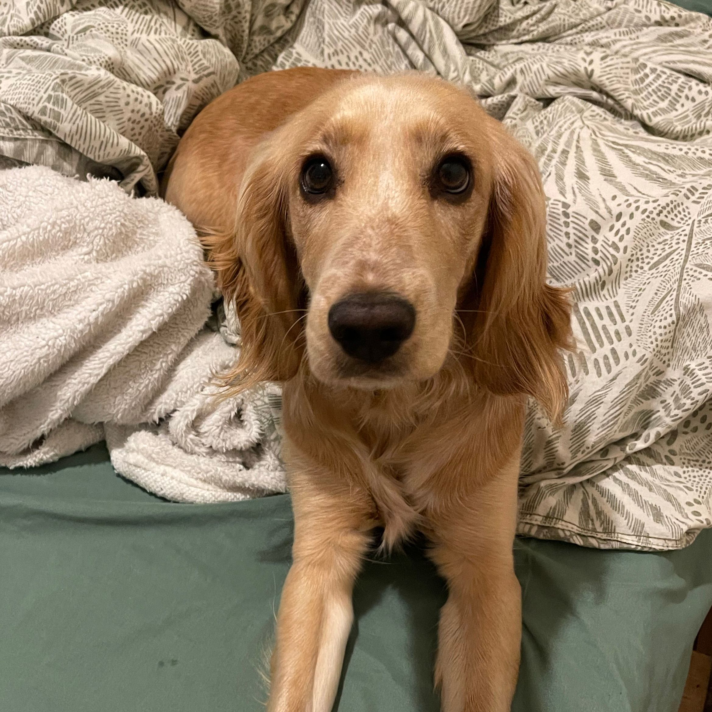 Nala