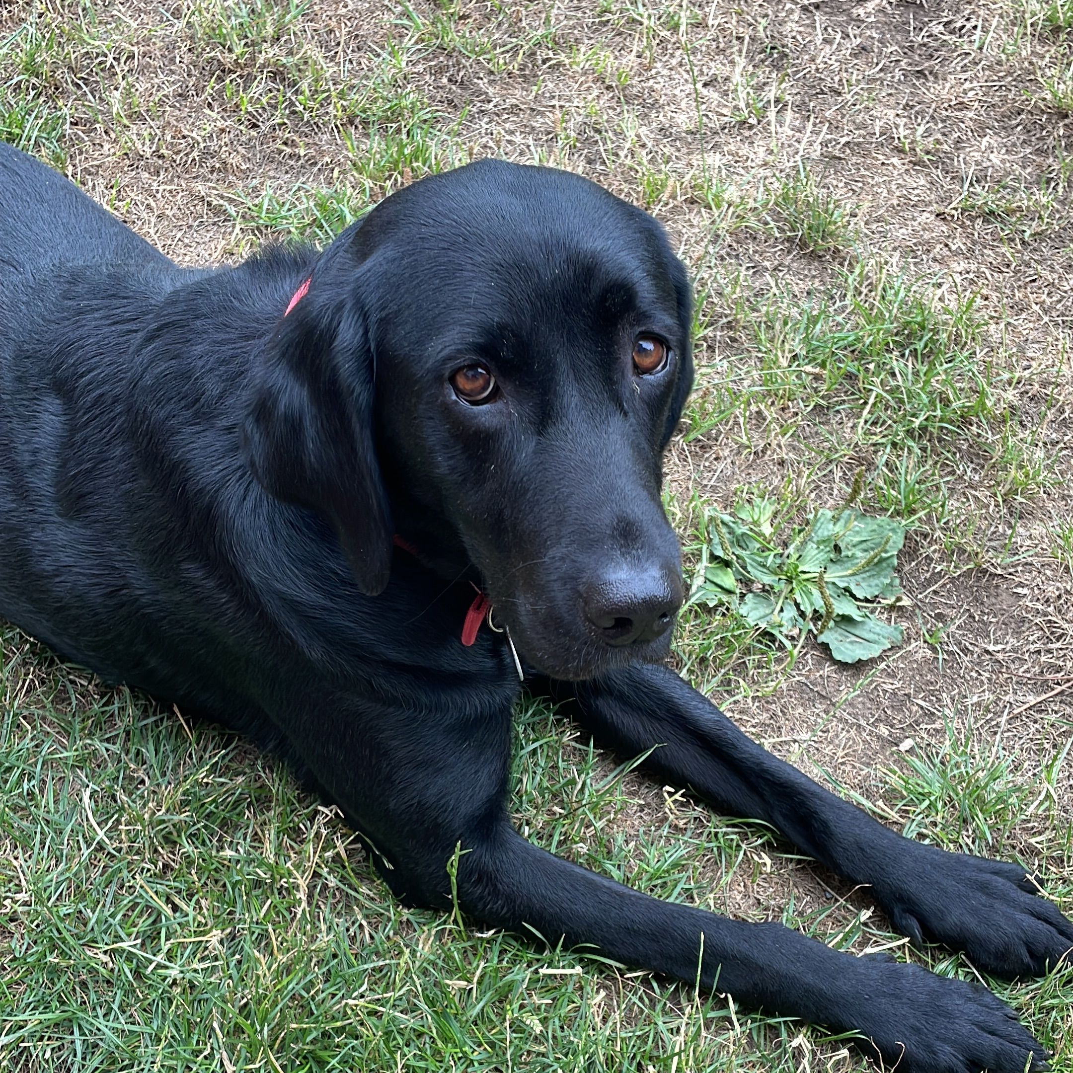 Murphy