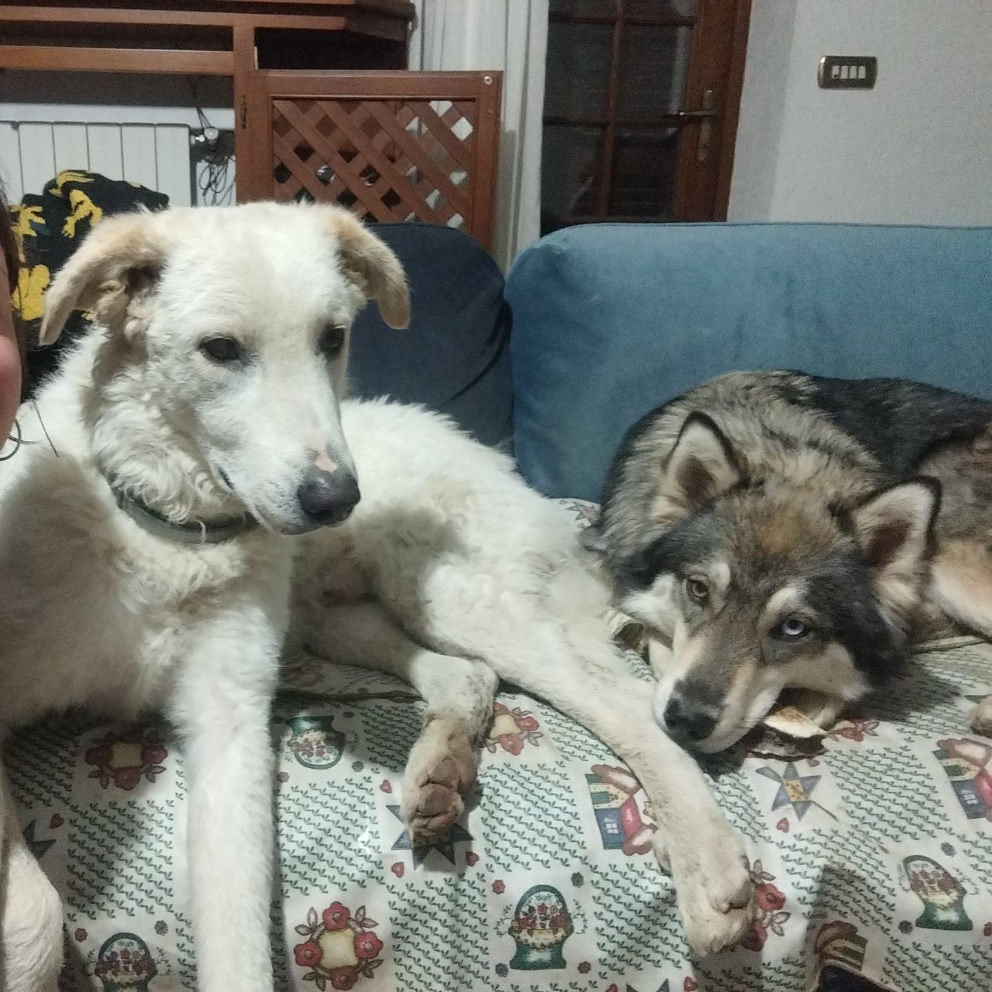 Ne ho due, Zafir e Nour