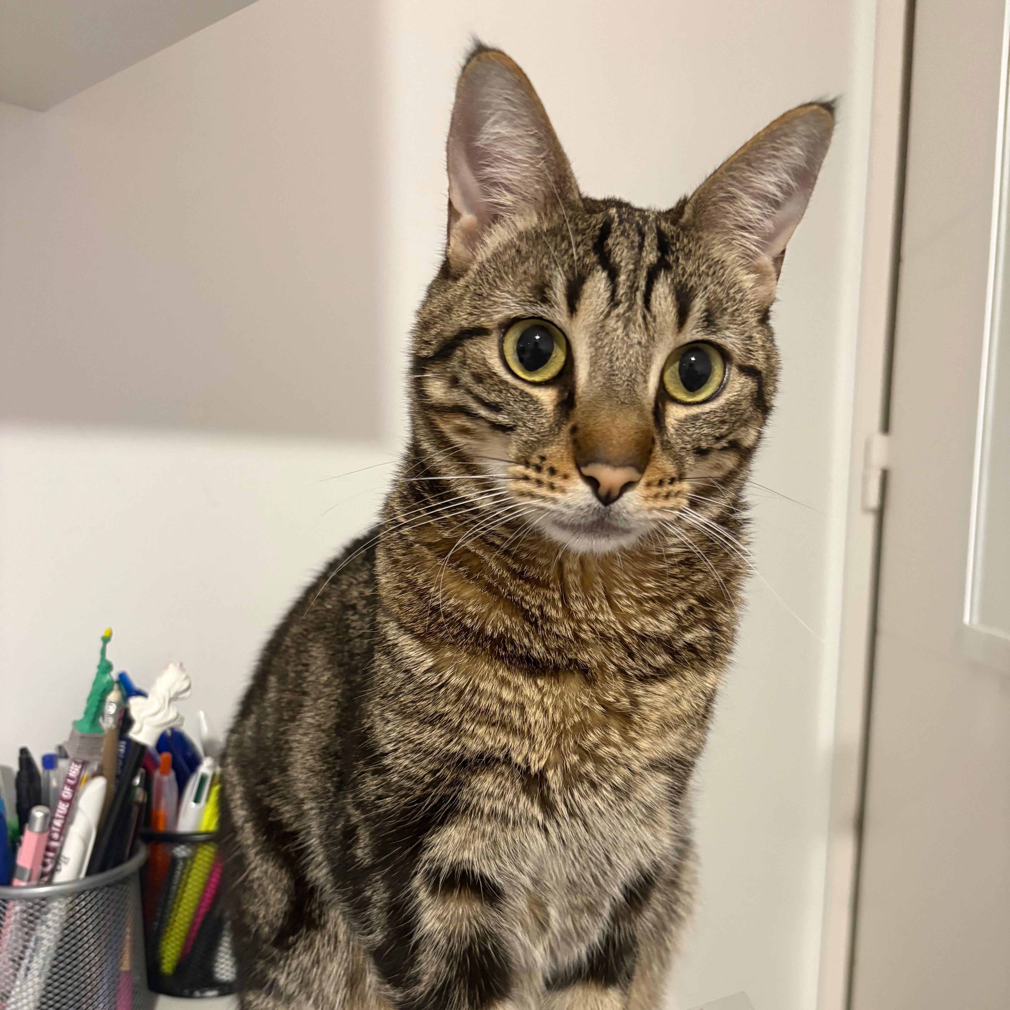 Mochi