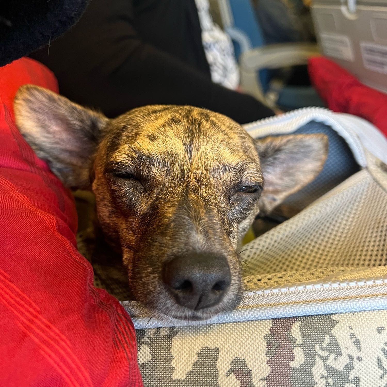 suki