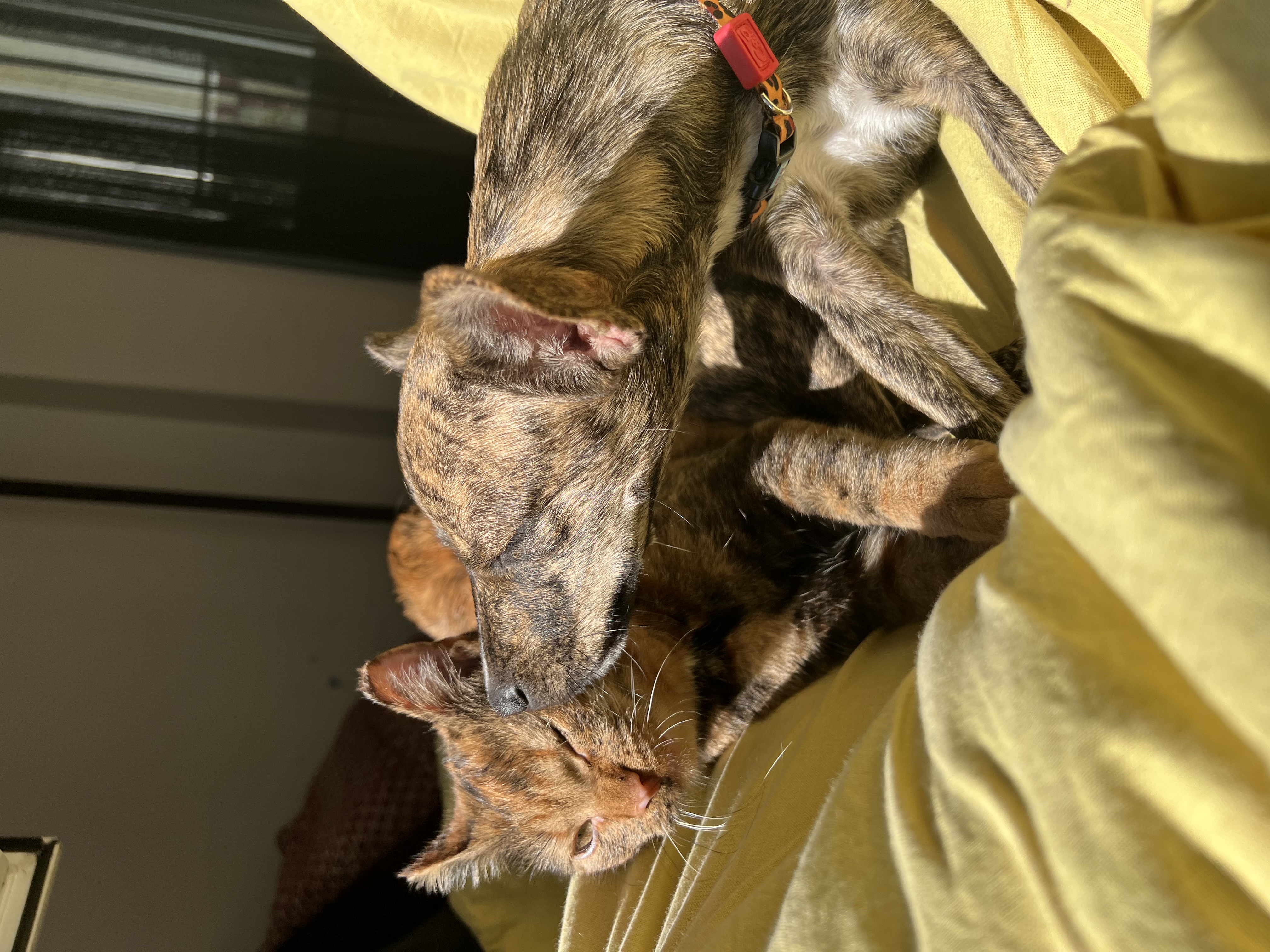 image-7