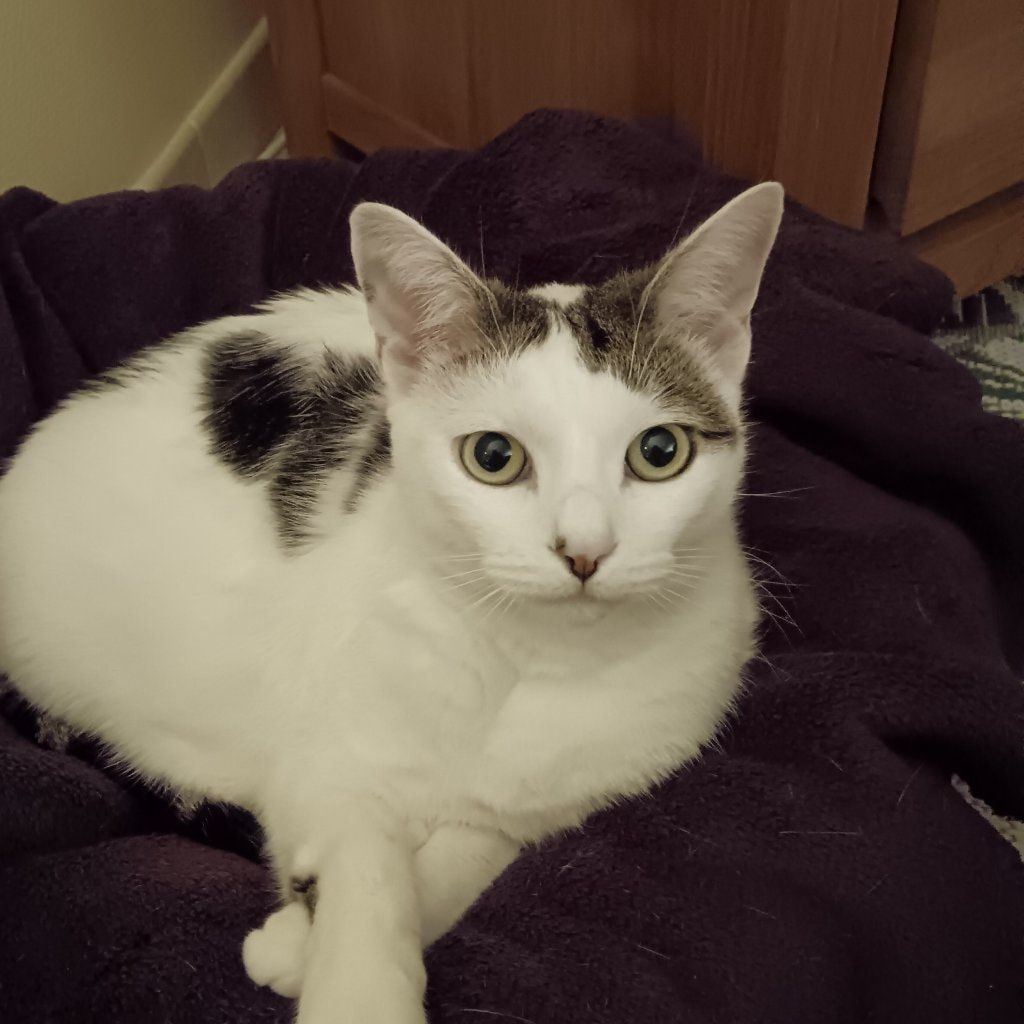 Maya