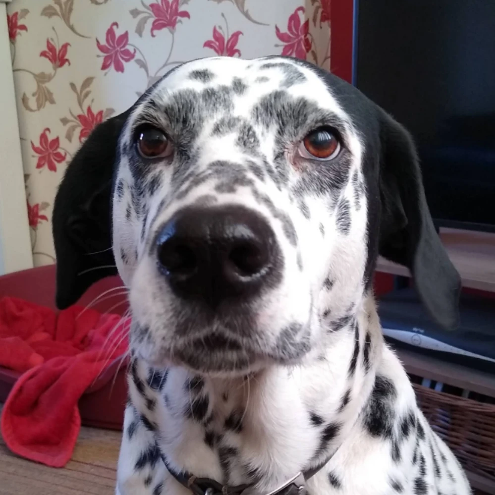 Dilly