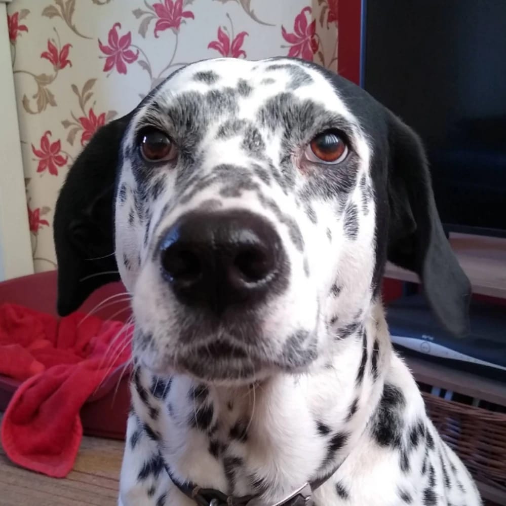 Dilly