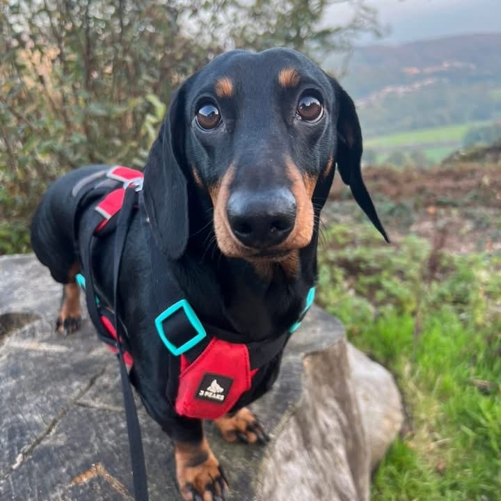 Walter