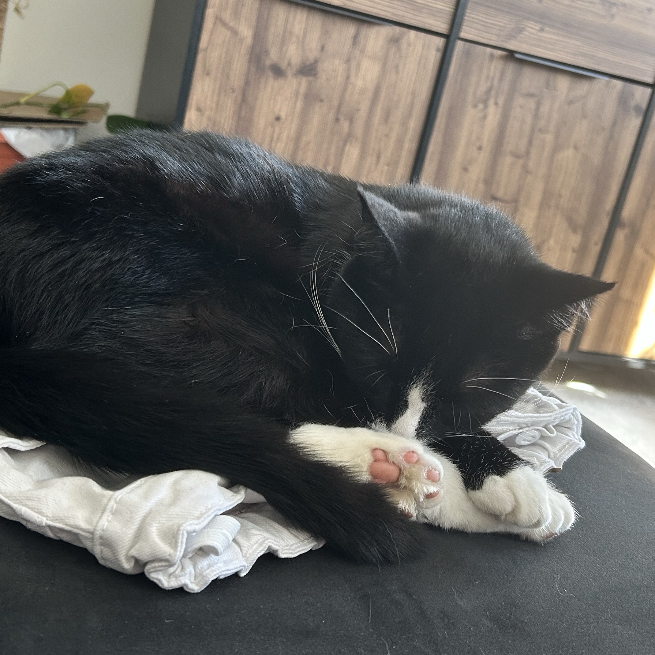 Socks