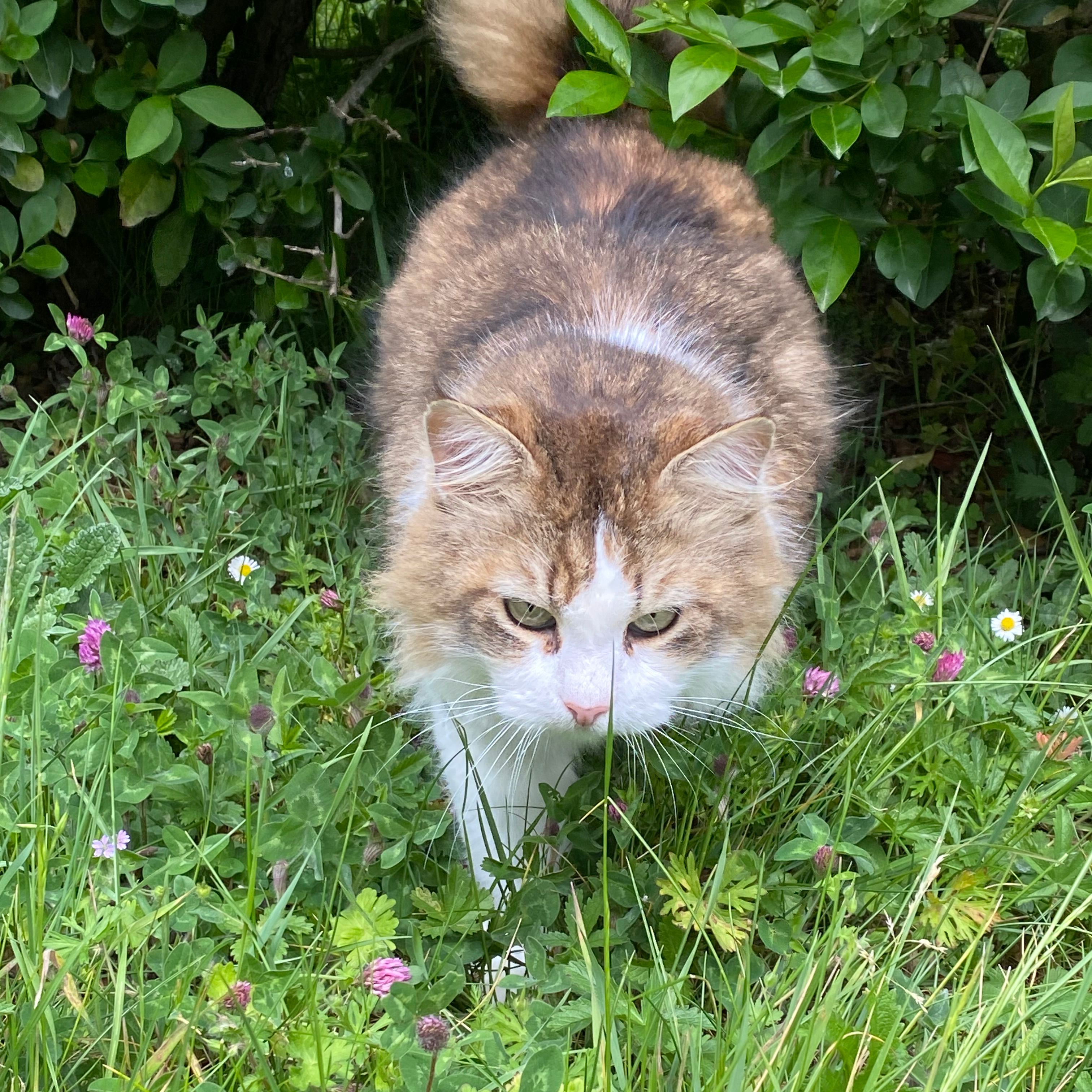 Simba