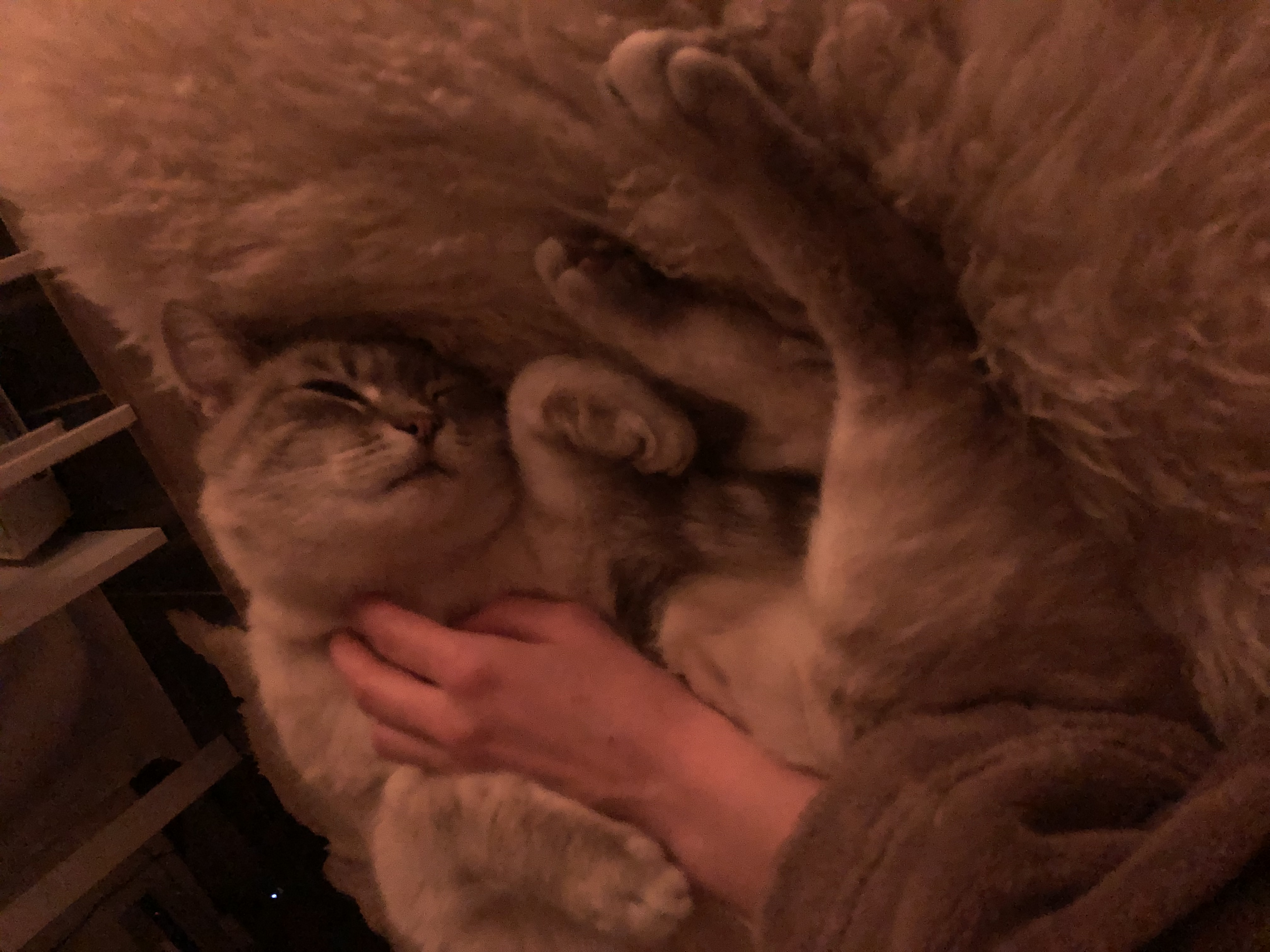 image-7