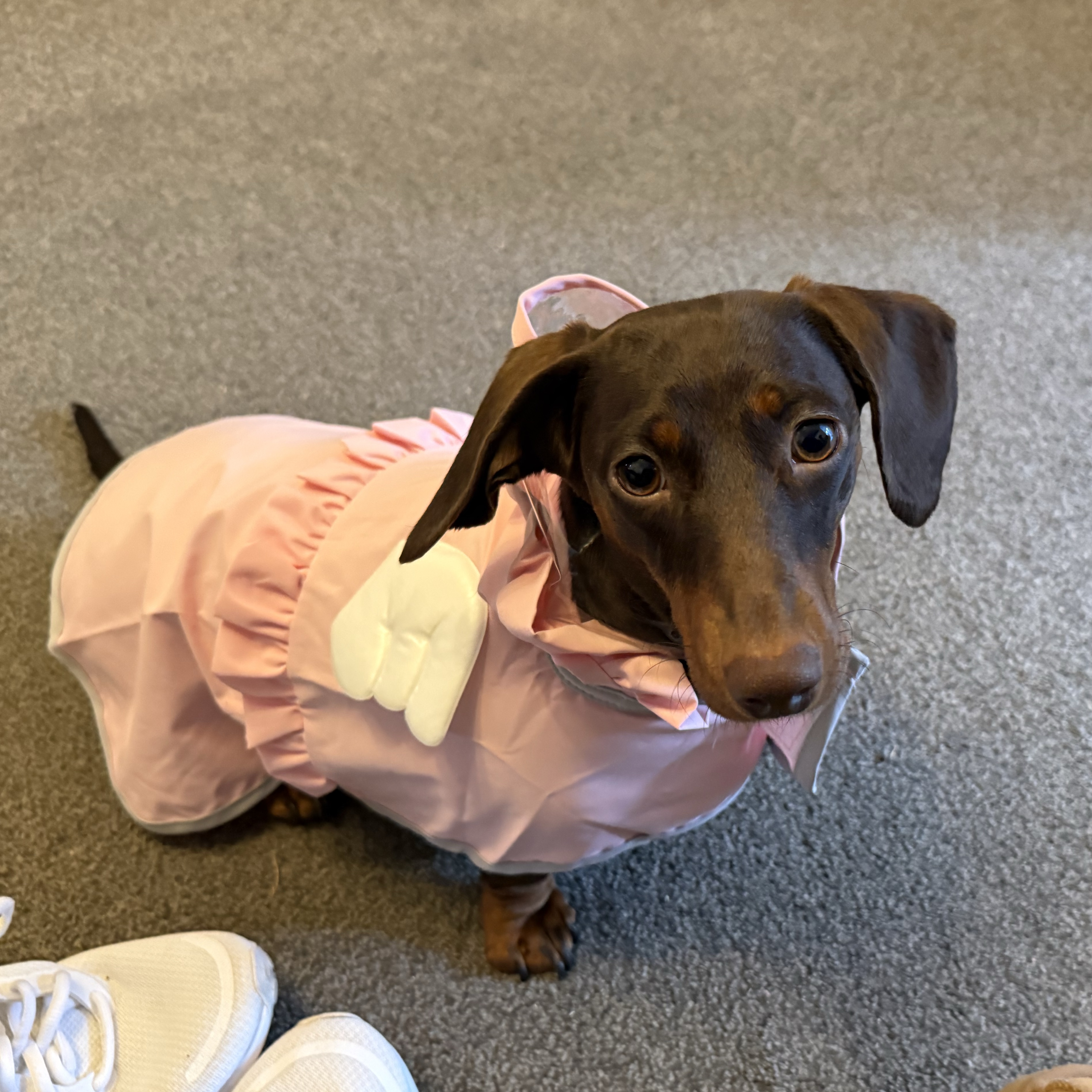 Daisy
