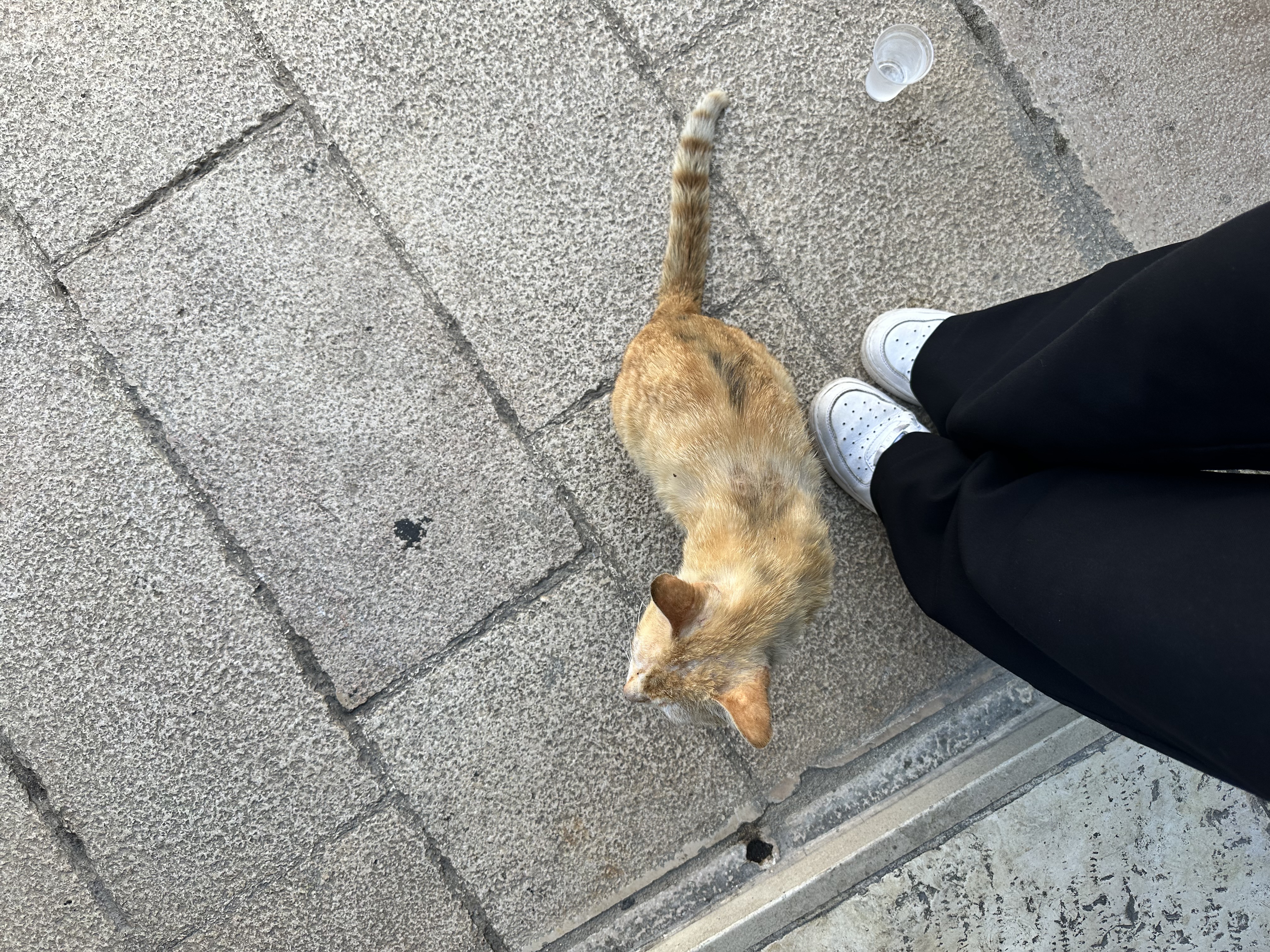 image-7