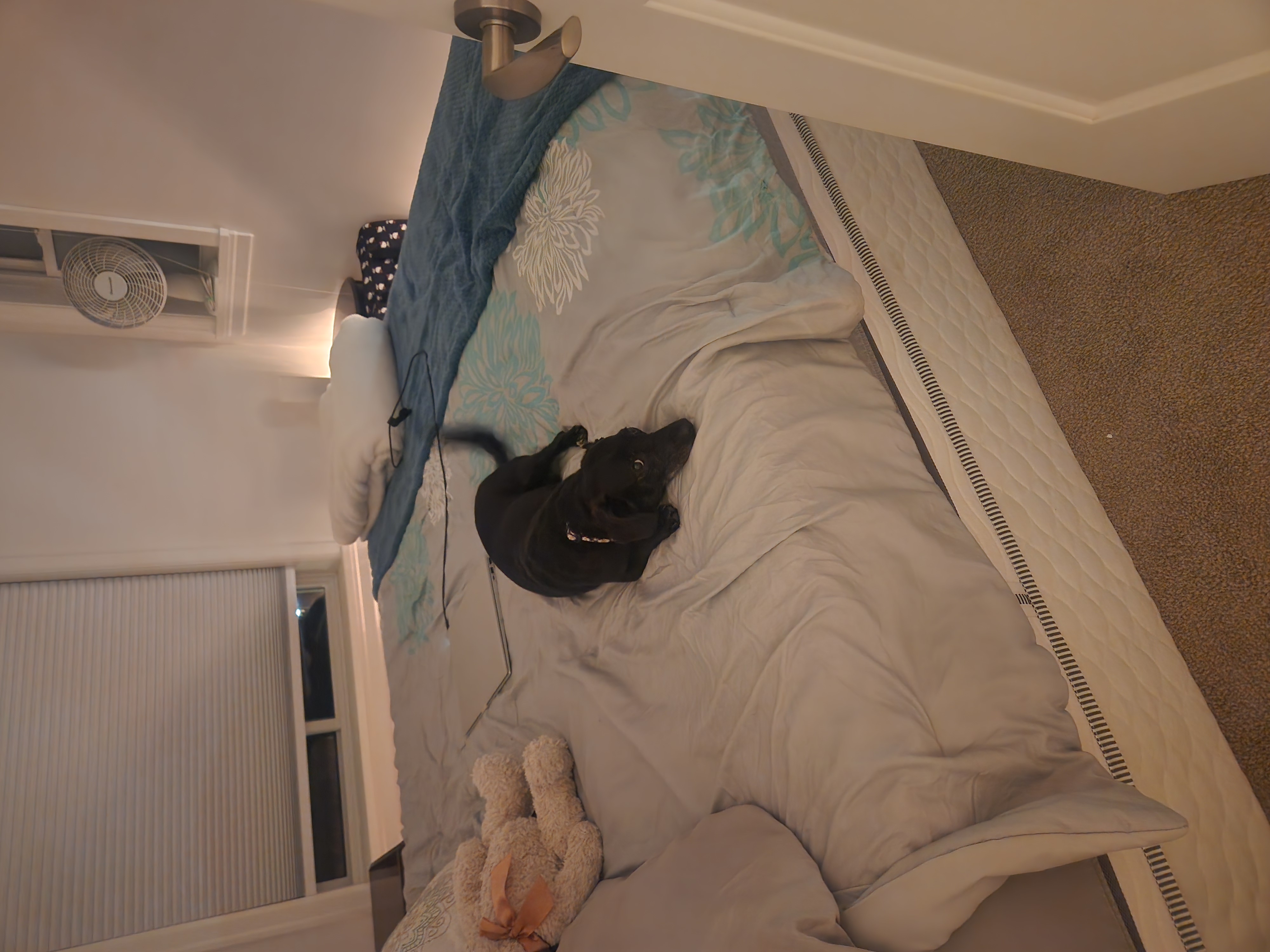 image-7