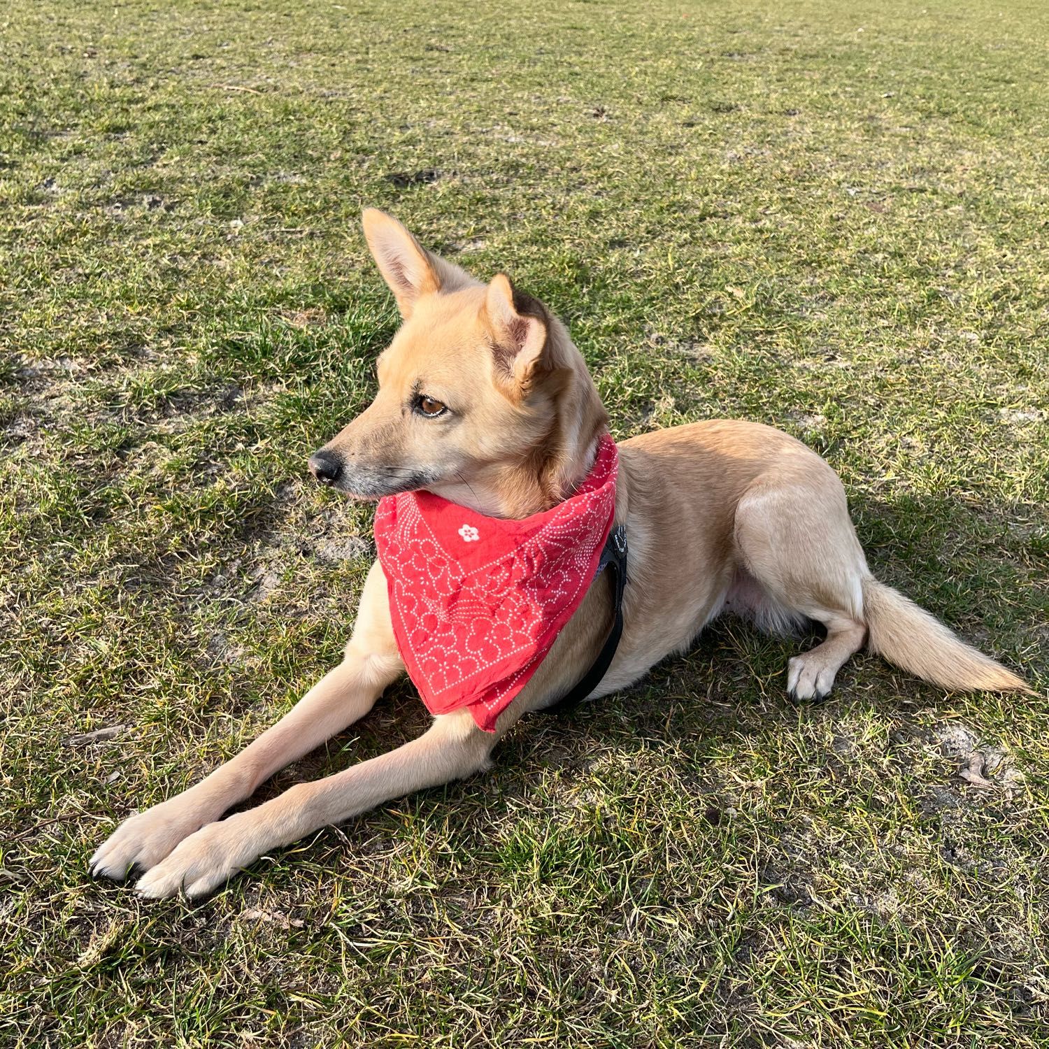 Juno
