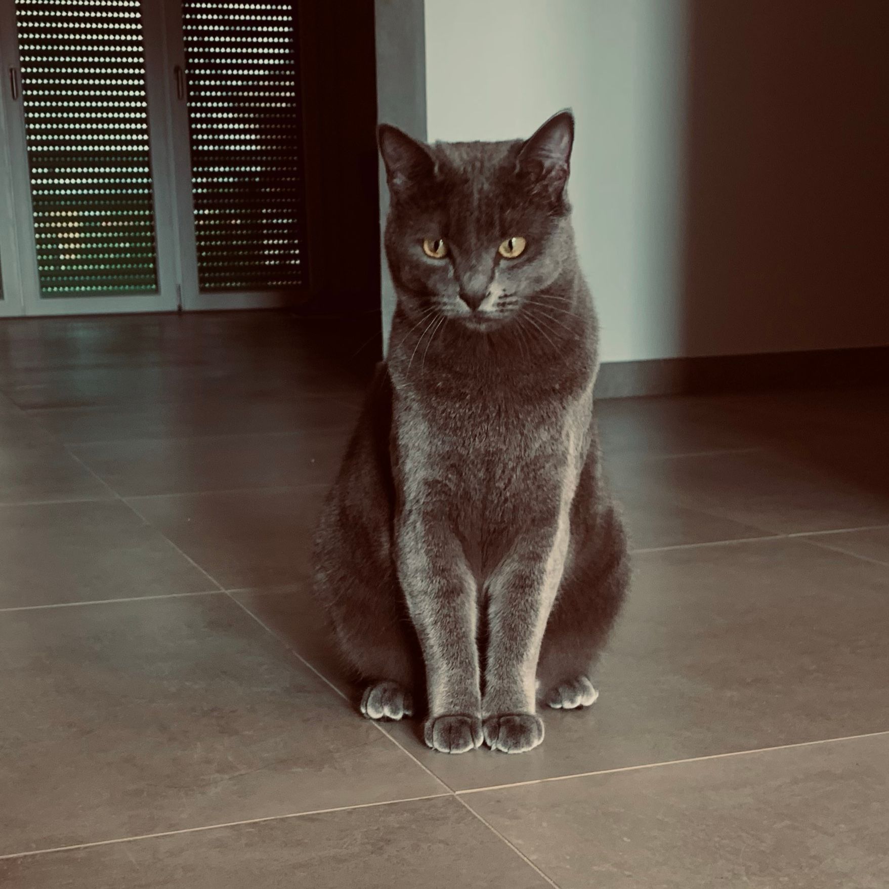 Mirtilla