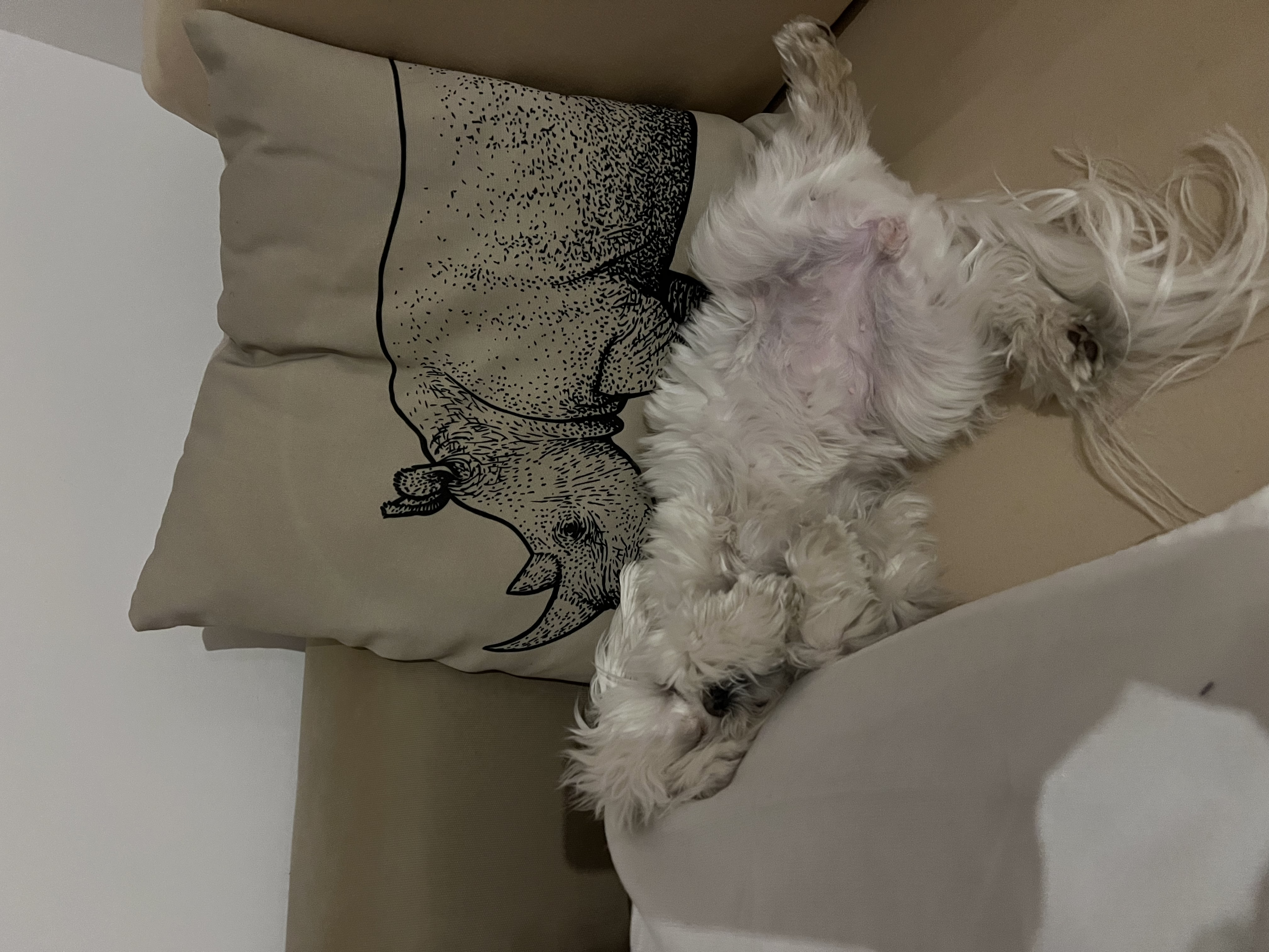 image-7