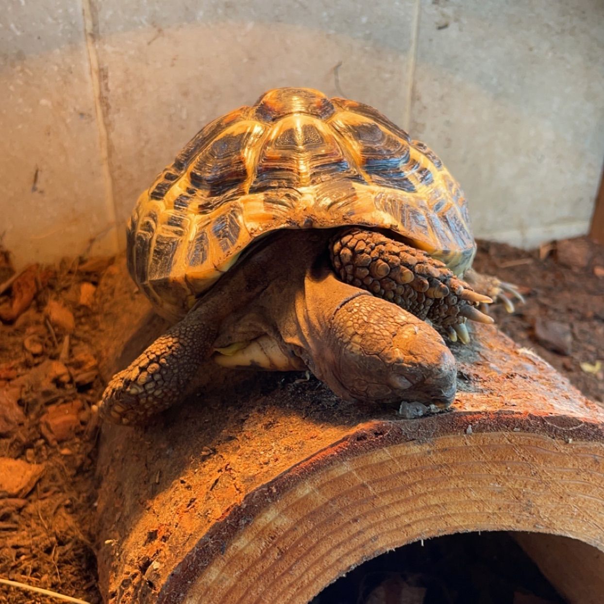 Turbo