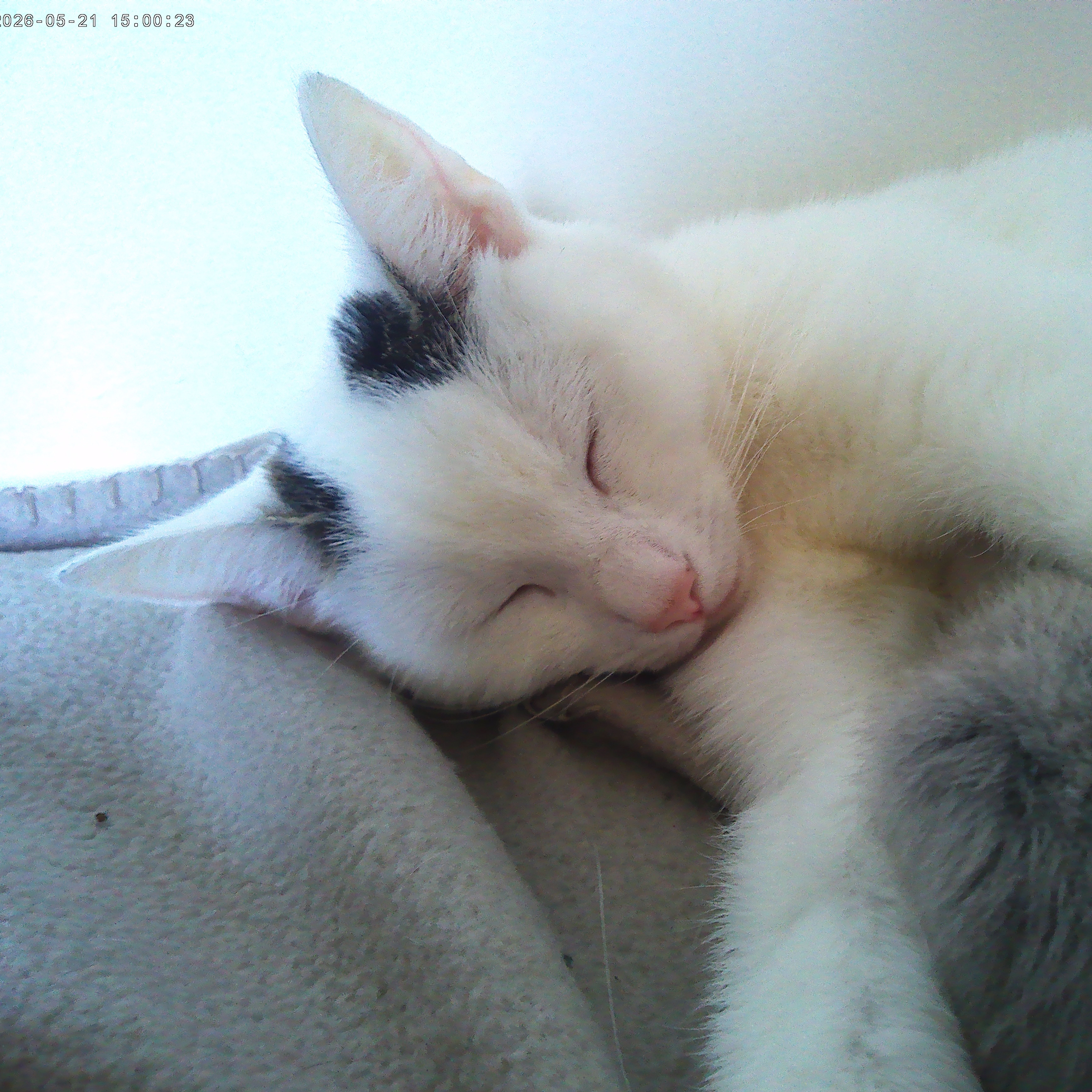 Poes