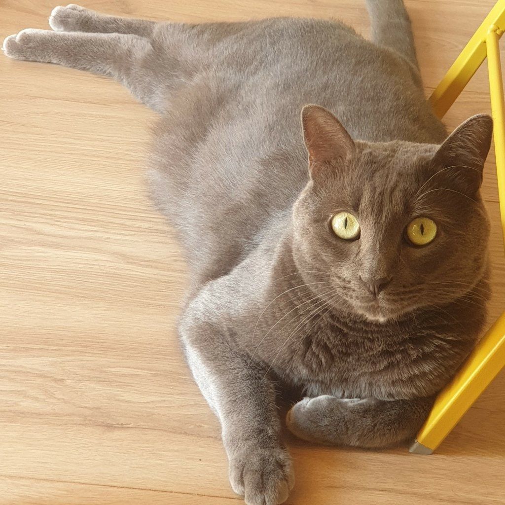 Milo